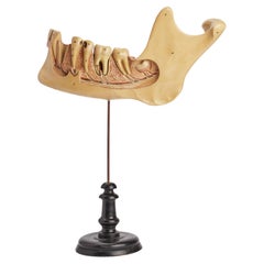 A jaw with teeth made of painted papier-maché, Italy 1880.