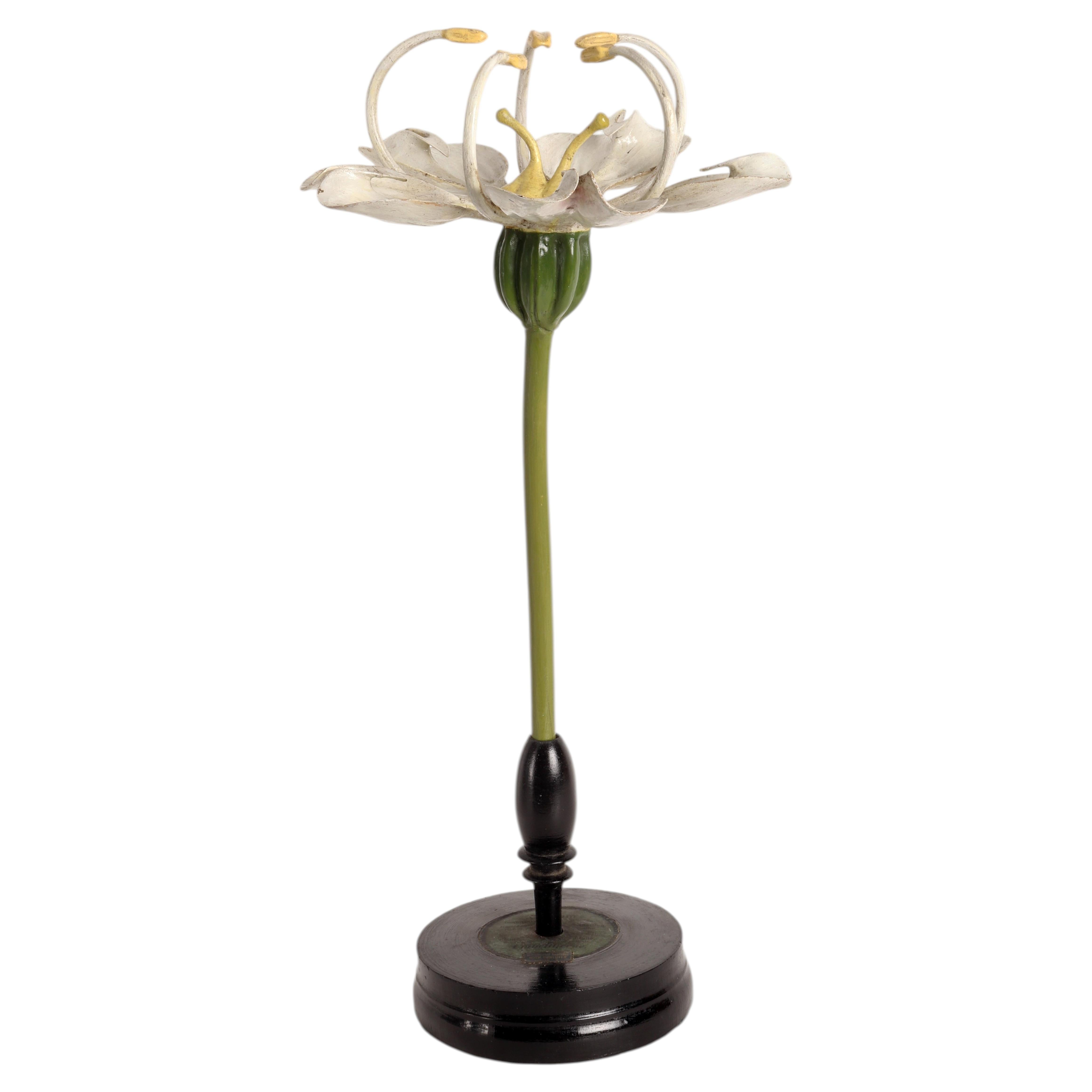 Maquette botanique de Brendel, bois noirci, fleur de pruche, Allemagne, 1900