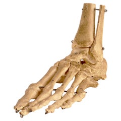 Anatomical model: the skeletal part of a foot, Germany 1970’s.