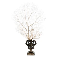 A white gorgonian branch from a Wunderkammer with wooden base, Italy 1870.