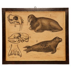 An anatomical print on paper, P. Dybdahls, Norway end of 19th century.
