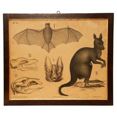 An anatomical print on paper, P. Dybdahls, Norway end of 19th century.