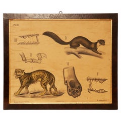 An anatomical print on paper, P. Dybdahls, Norway end of 19th century.