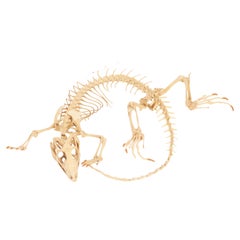 Spécimen terrestre naturel. Squelette d'iguane, Italie 1890.