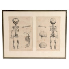 Anatomischer lithografischer Druck auf Papier, Skelett eines Fötus. Frankreich 19. Jahrhundert