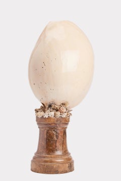 Victorian Melo melo shell display on turned walnut pedestal, Italy, circa 1880.