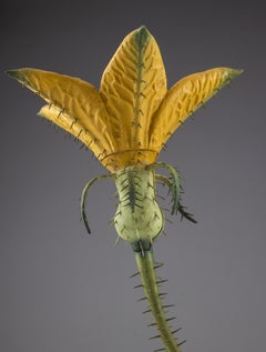 Cucumis sativus, Exemplar 152. Hergestellt von der Manufaktur Brendel. Deutschland, Ende des 19. Jahrhunderts