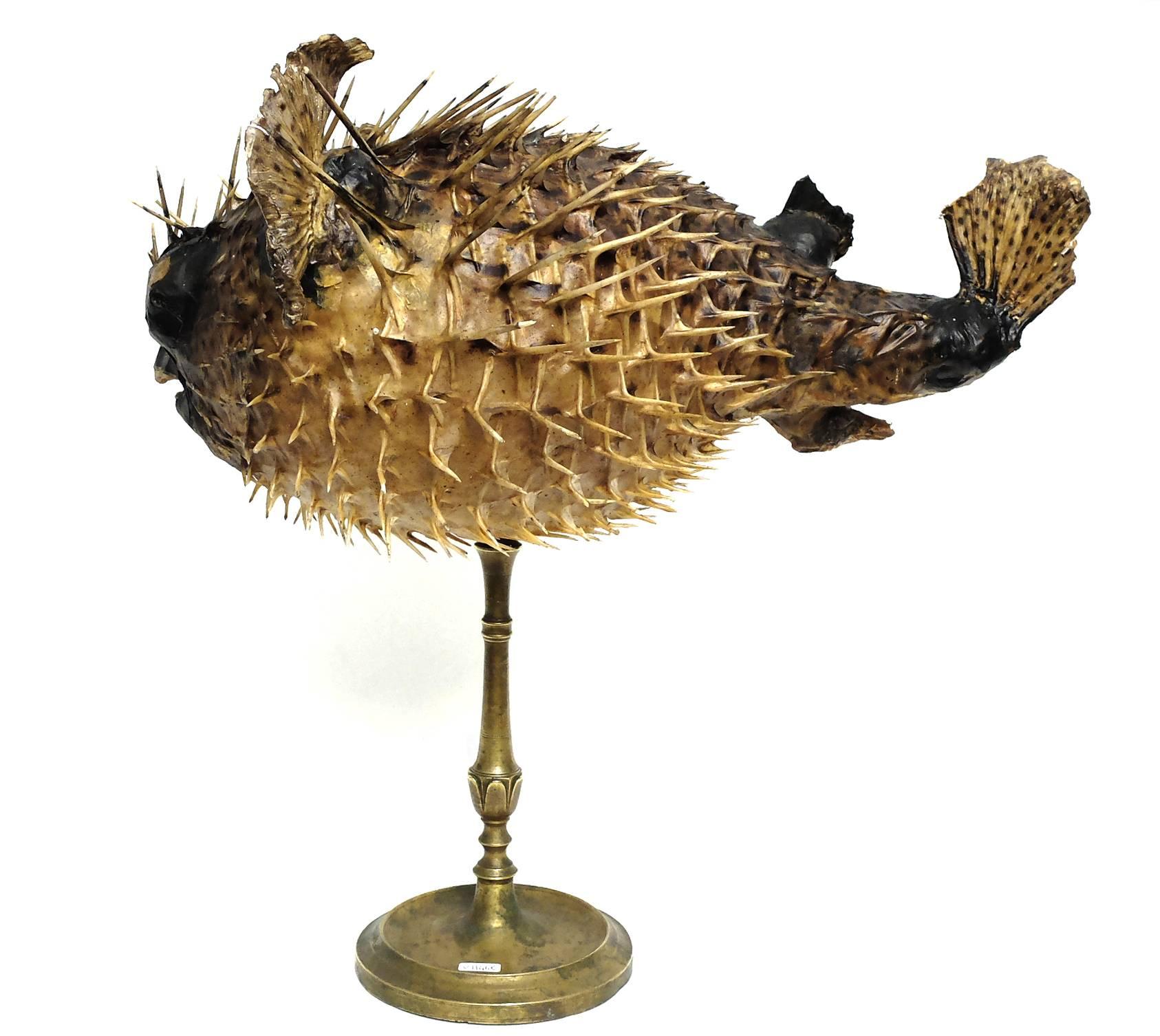 A rare marine natural Wunderkammer specimen, the common porcupinefish Tetrodon Cutcutia. The Specimen is stuffed and mounted over a gilded brass base. Italy, circa 1880.
 