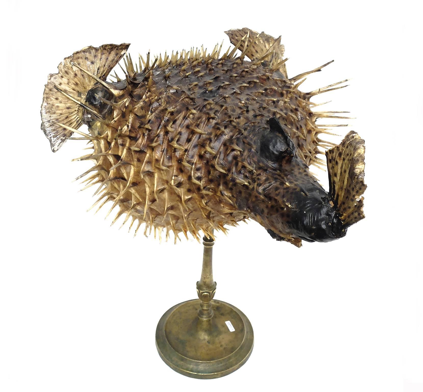 Late 19th Century Rare Marine Natural Wunderkammer Specimen the Porcupine Fish Tetradon Cutcutia