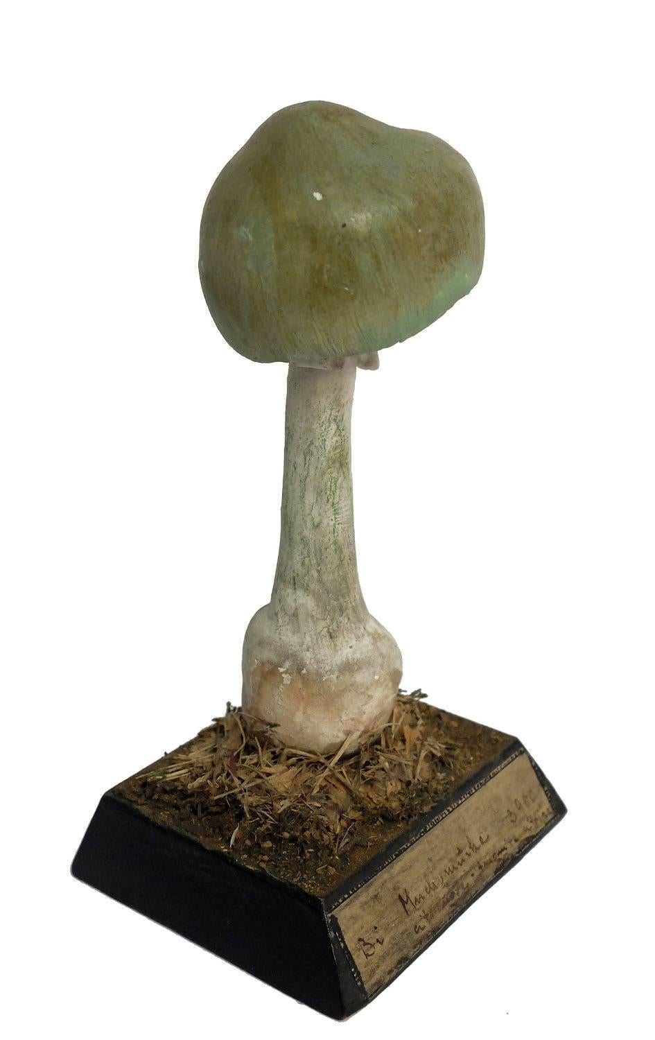 A model for pharmacy of mushroom specimen Ammunite Citrina. Made out of plaster watercolored. Square wooden black base with moss and hay. It shows on the front one label with the scientific name of the specimen handwritten with ink. 