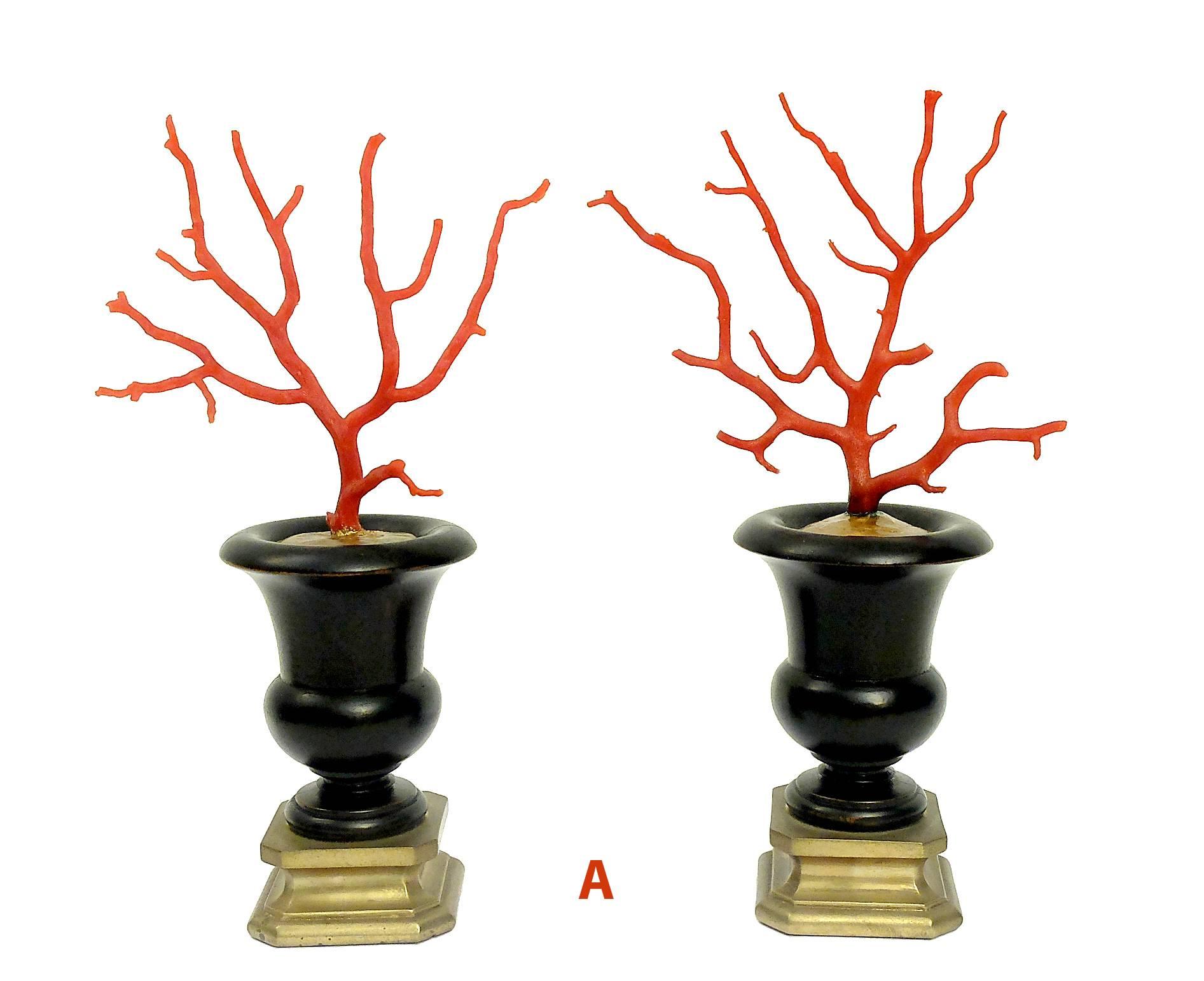 An extraordinary group of naturalia mineral specimen of cut off branches of mediterranean coral, five pairs of branches. Mounted over black painted wooden base with some brass and gold paint finishing. The bases are made of turned walnut wood with
