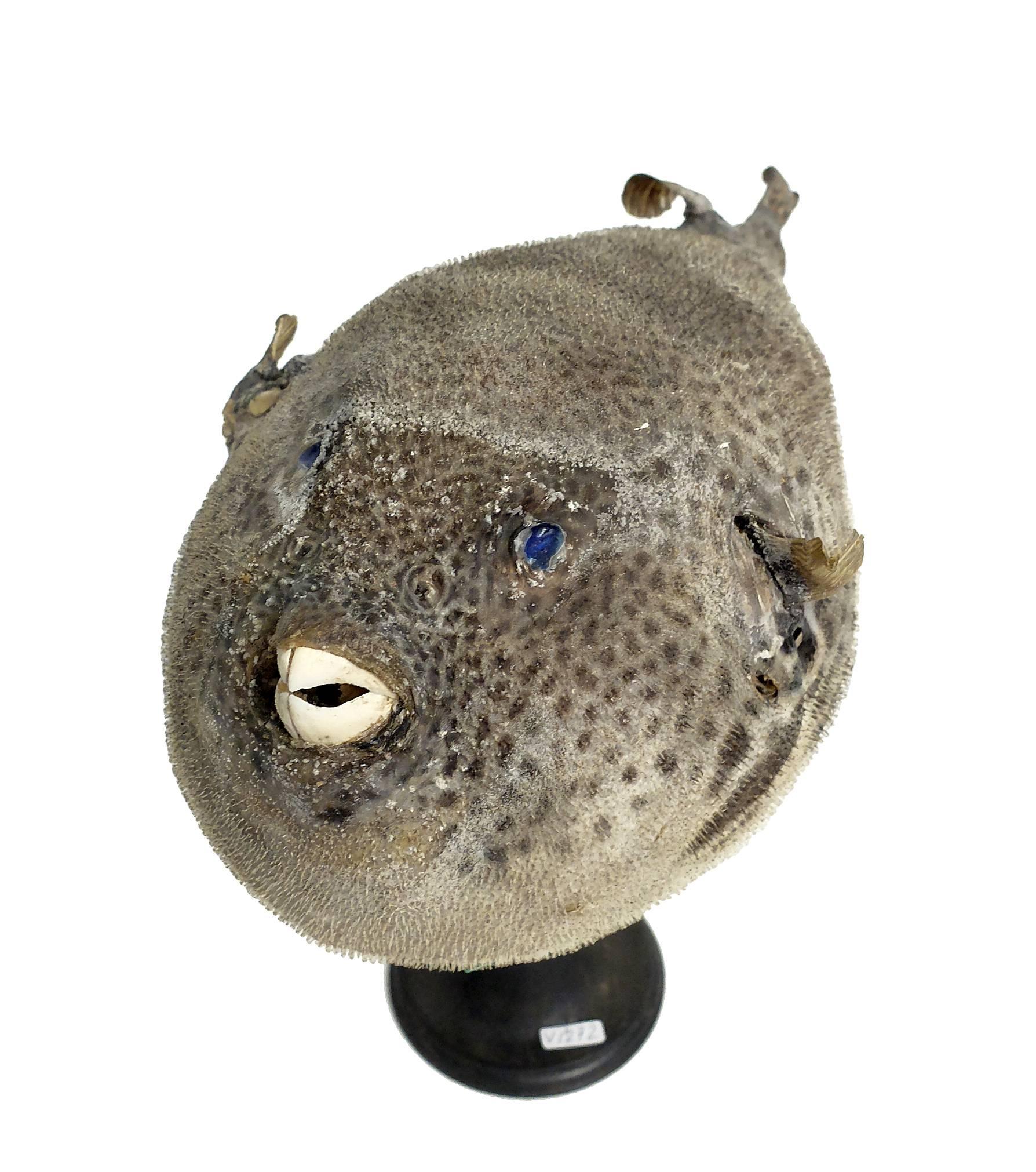 Rare Marine Wunderkammer Specimen, the Puffer Fish Tetraodontide In Excellent Condition In Milan, IT