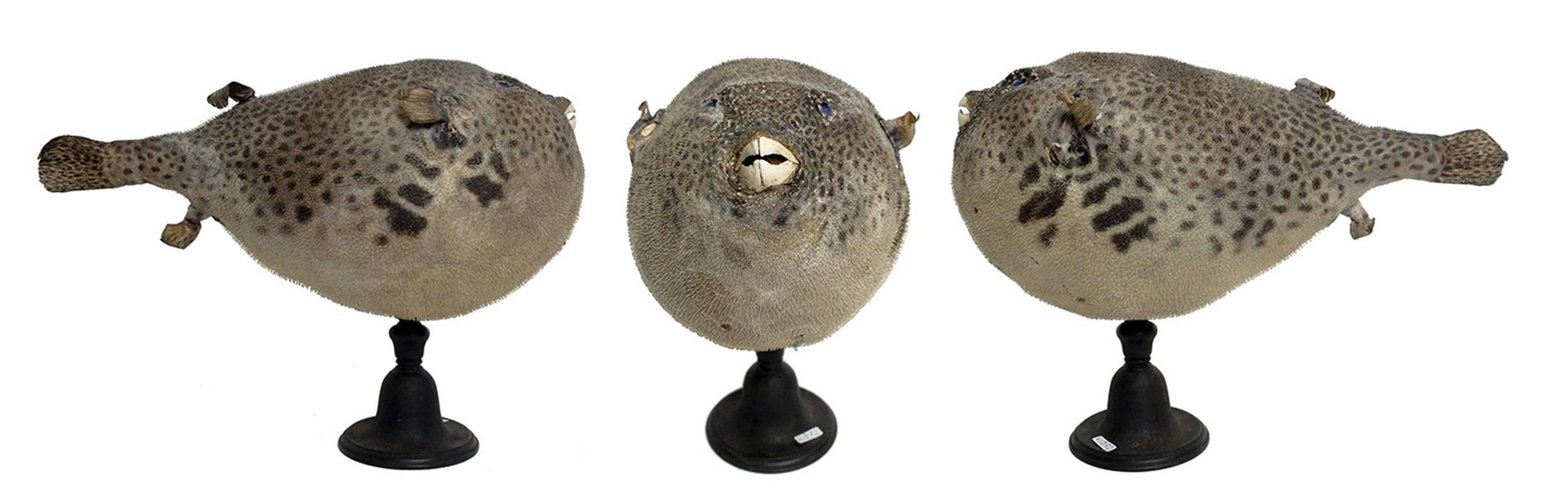 A rare marine natural Wunderkammer specimen, the common puffer fish Tetraodontidae. The Specimen is stuffed and mounted over a dark wooden base. Italy, 1880-1890.