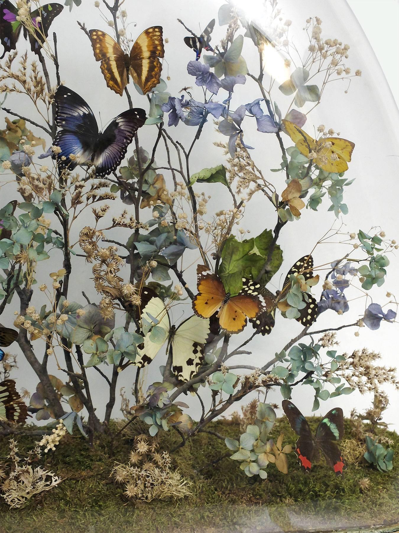 A splendid and unique diorama with natural Wunderkammer specimens of butterflies leaned over flowering tree branches, willing over moss. The specimens assembled in diorama are mounted inside a glass dome, over a white painted wooden base. Italy,