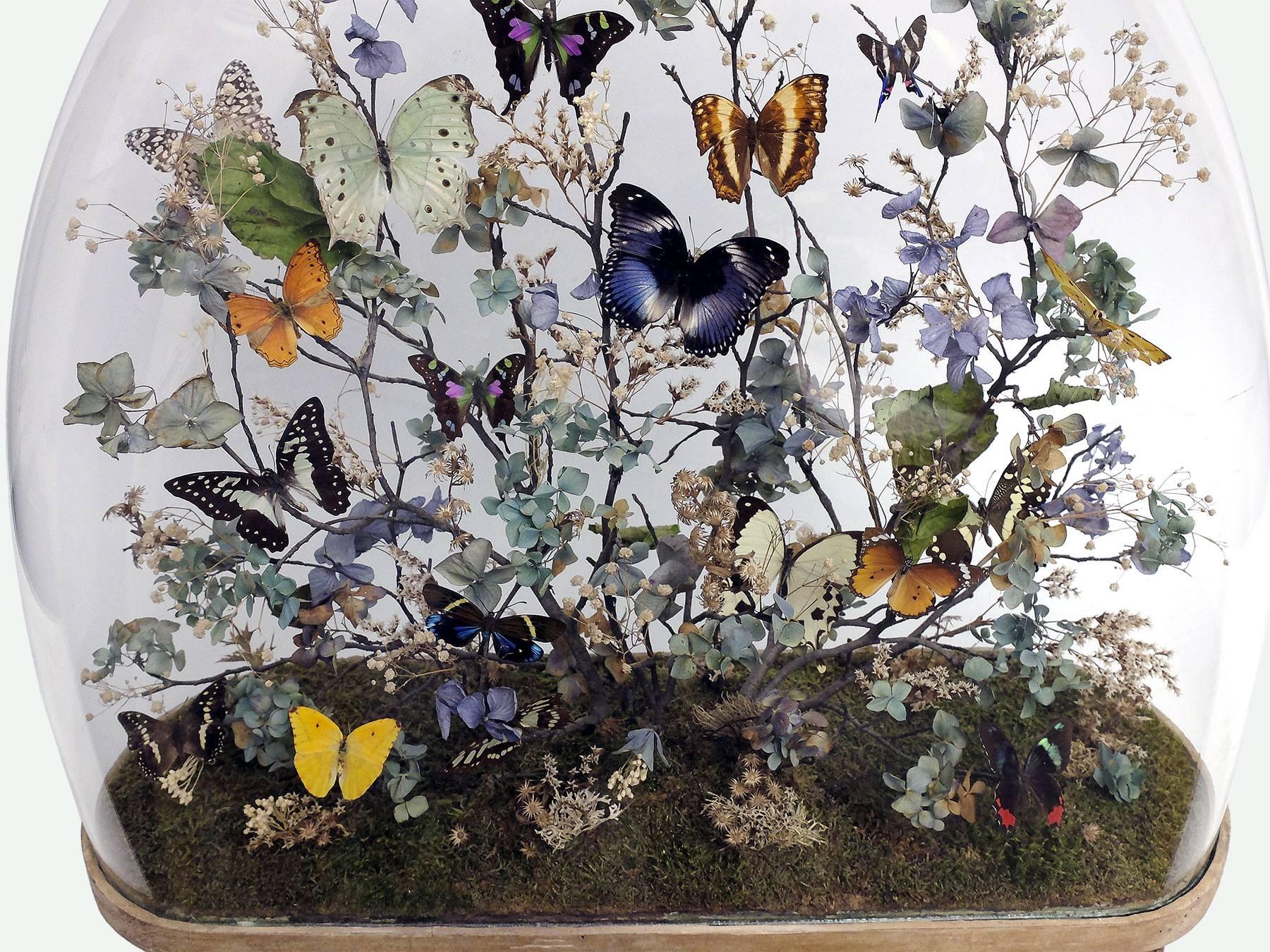 Splendid and Unique Wunderkammer Diorama with Butterflies and Flowers 2