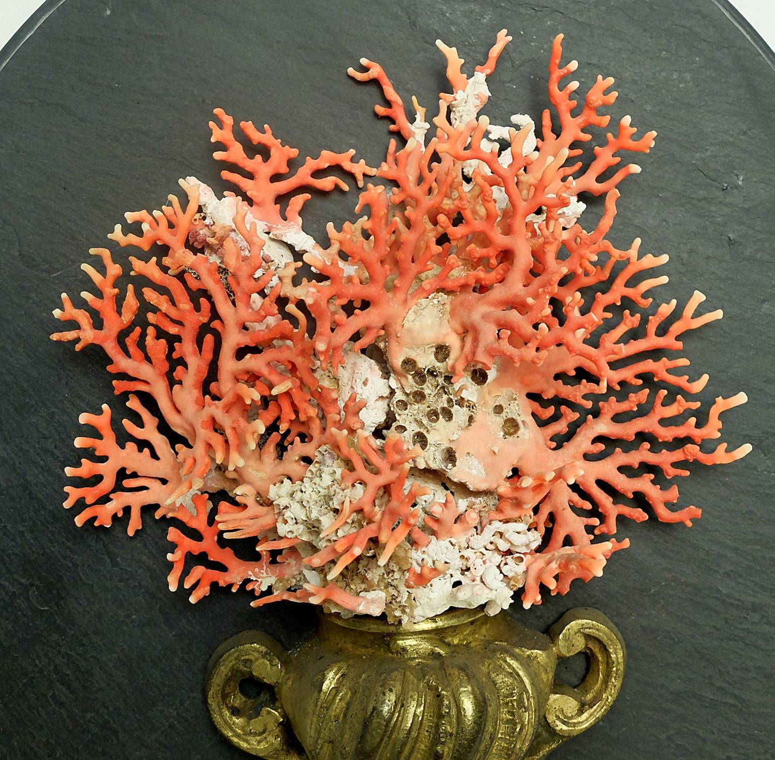 A Naturalia mineral specimen cut off branches of Mediterranean coral mounted on an early golden painted wooden and bronze 18th century base depicting a vase. The coral sample fan shape is mounted over a slice of slate of oval shape, Italy, circa