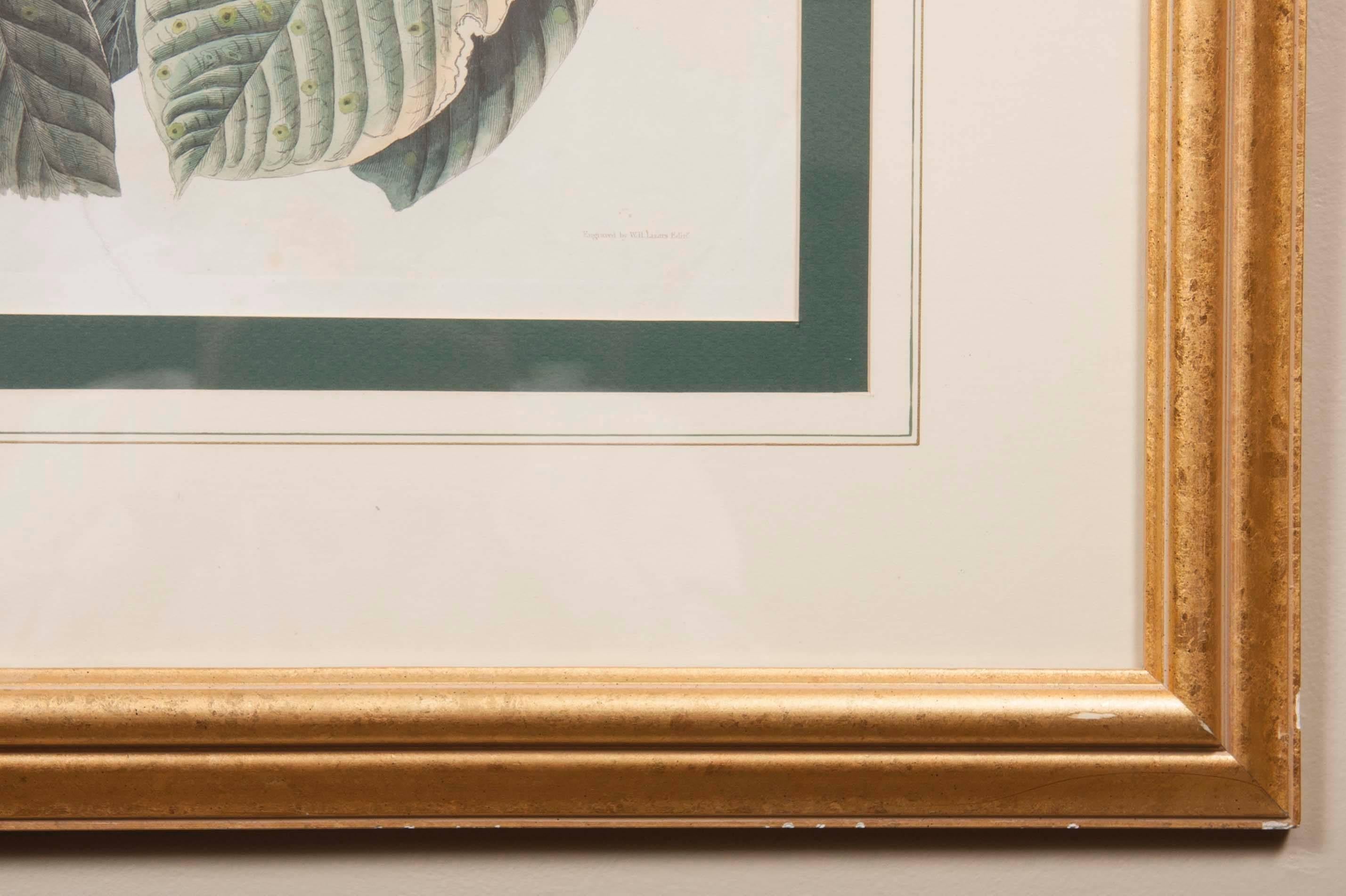 Audubon Print of the Yellow-Billed Cuckoo In Good Condition For Sale In Stamford, CT