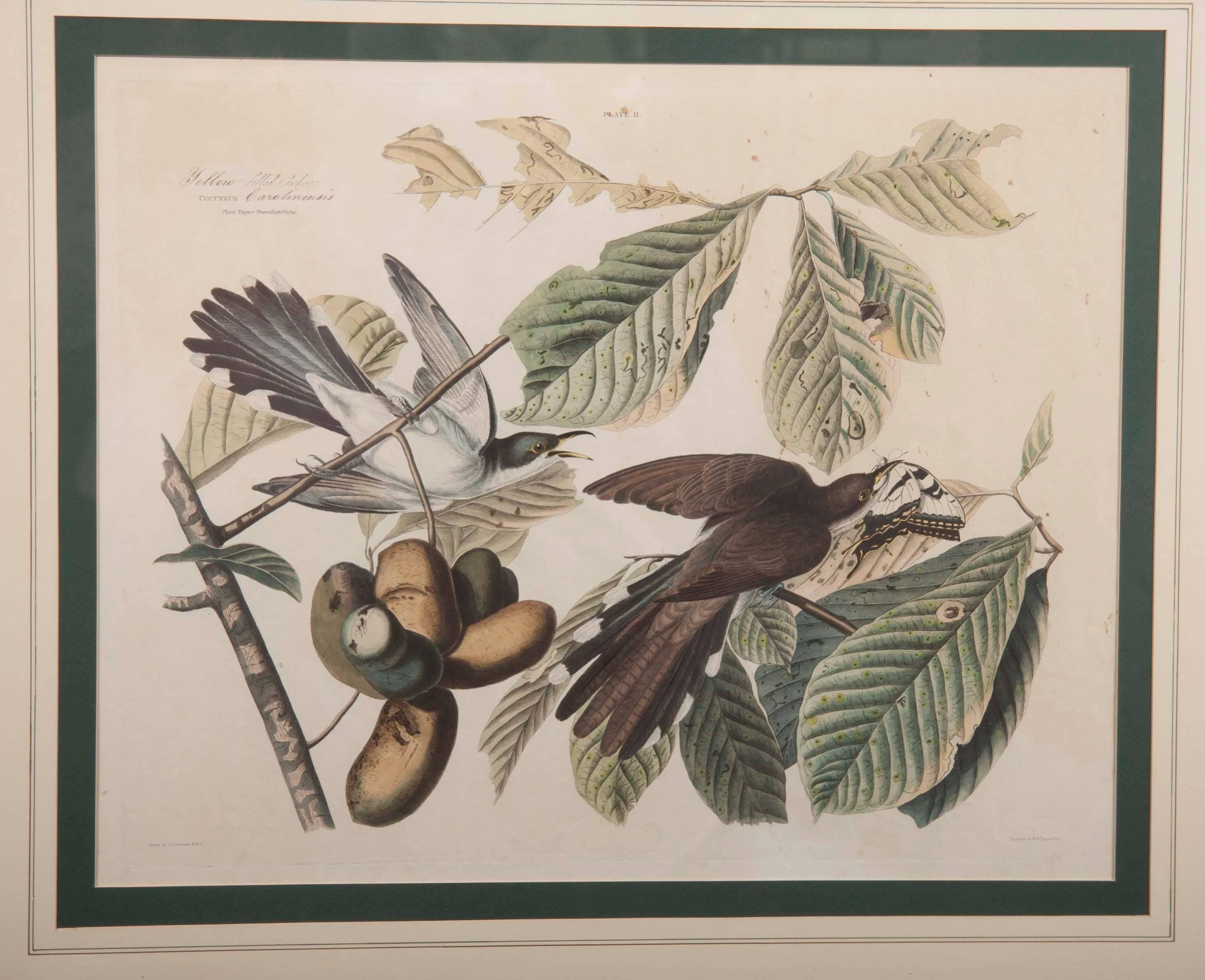A rare original large folio size hand-colored etching, plate # 2 in Audubon's 