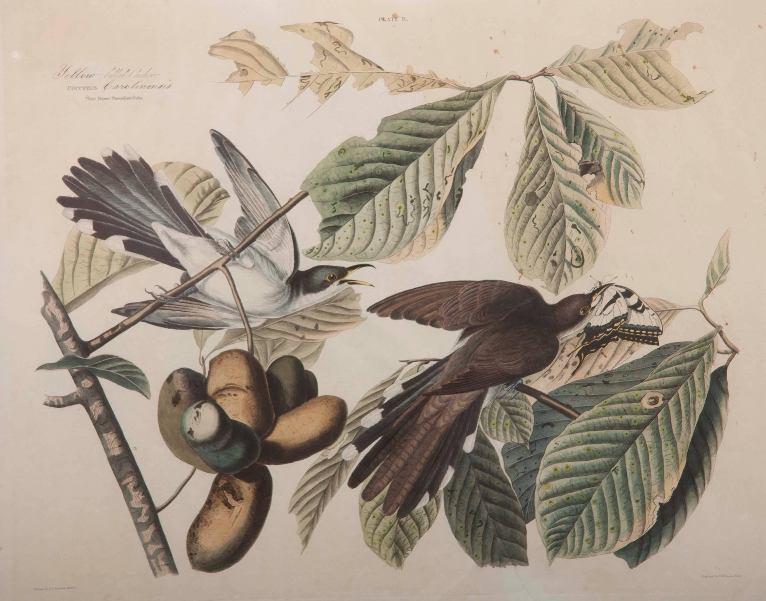 Classique américain Impression Audubon du Cuckoo à billets jaunes en vente