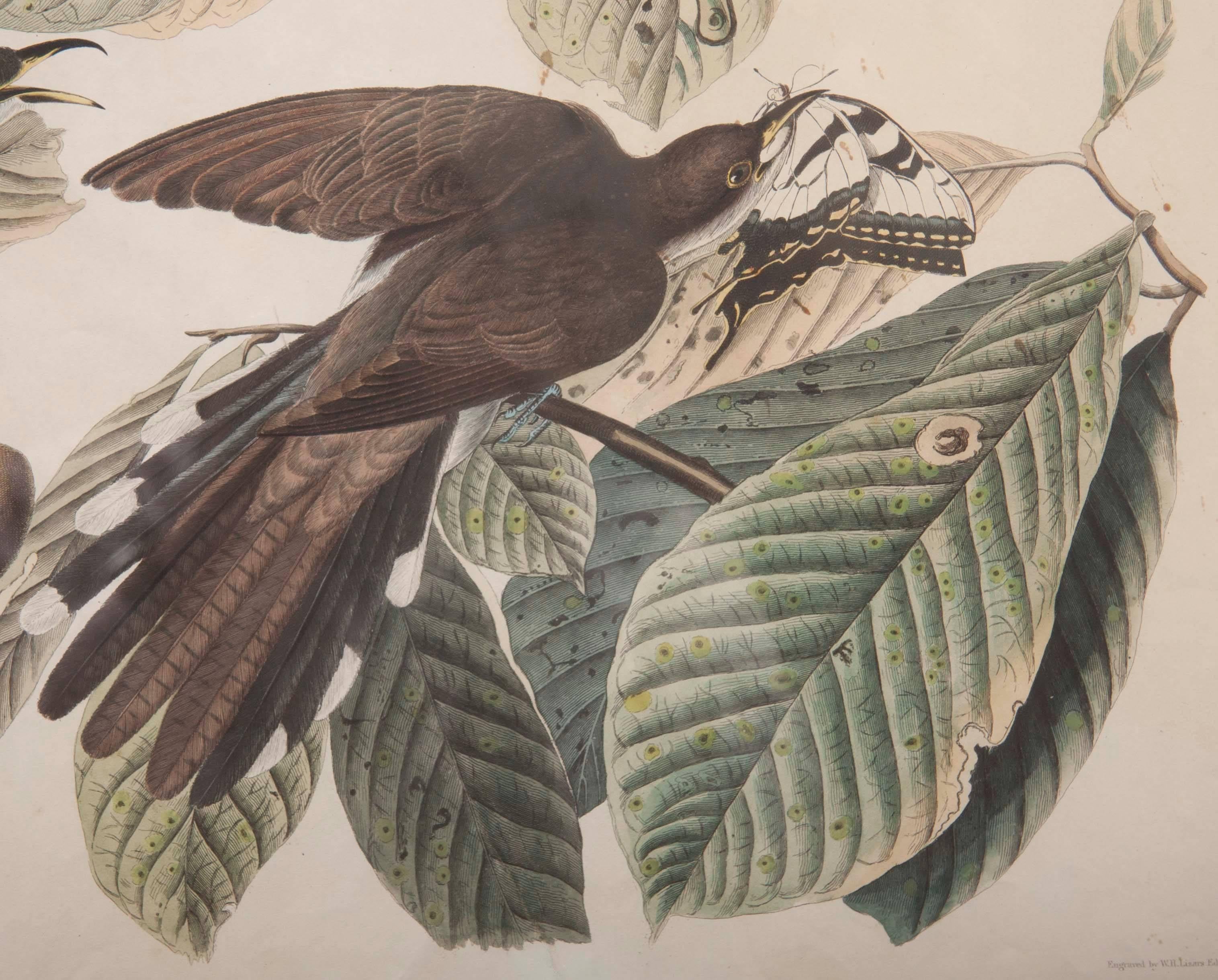 American Audubon Print of the Yellow-Billed Cuckoo For Sale