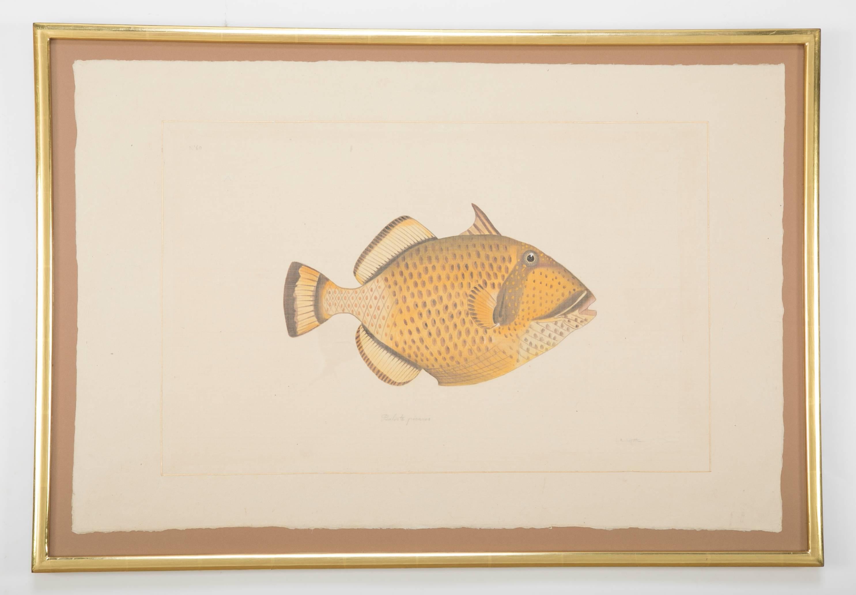 La Roche Laffitte hand-painted fish on silk mounted on handmade pith paper.
