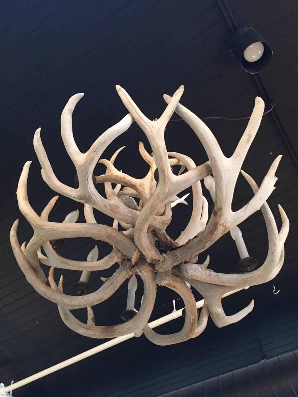 Rare in its fullness and craftsmanship, a large genuine antler chandelier having eight lights and a bleached natural patina. 40-60 watt bulbs. Magnificent!