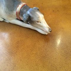 Elongated Gorgeous Staffordshire Greyhound Dog