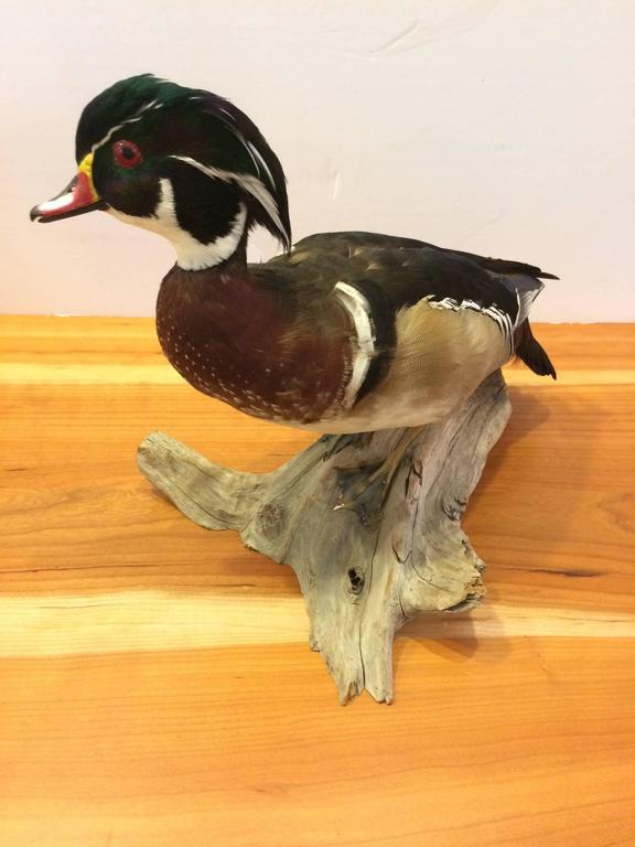Wonderful Quality Taxidermy of Male Wood Duck at 1stDibs