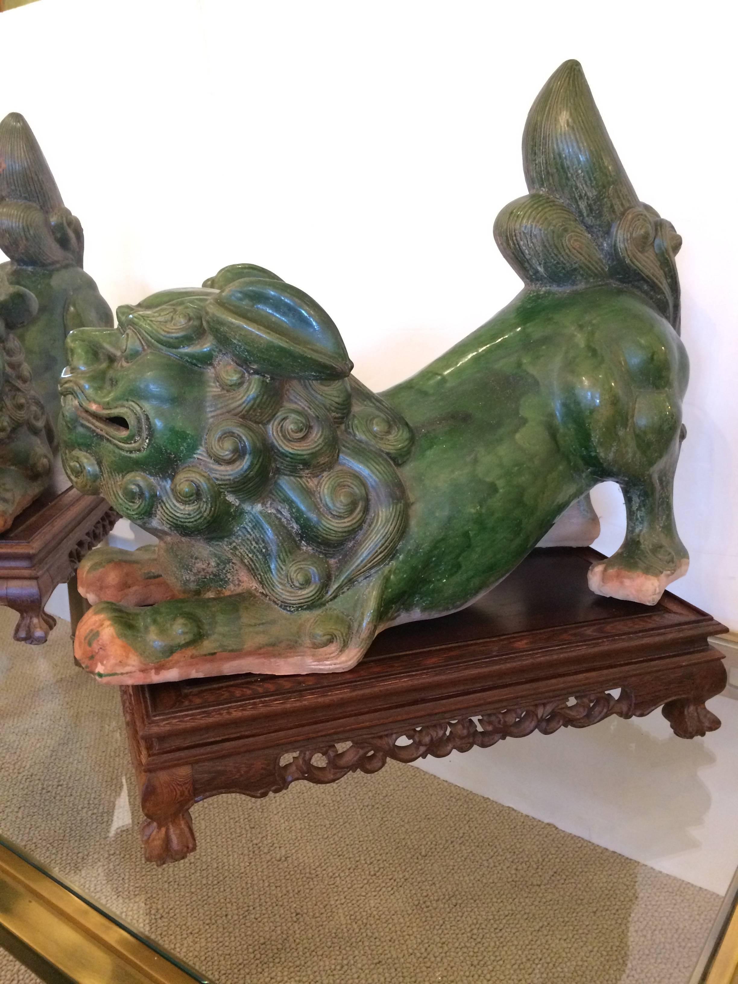 Spectacular pair of terra cotta glazed crouching foo dogs on rosewood stands.