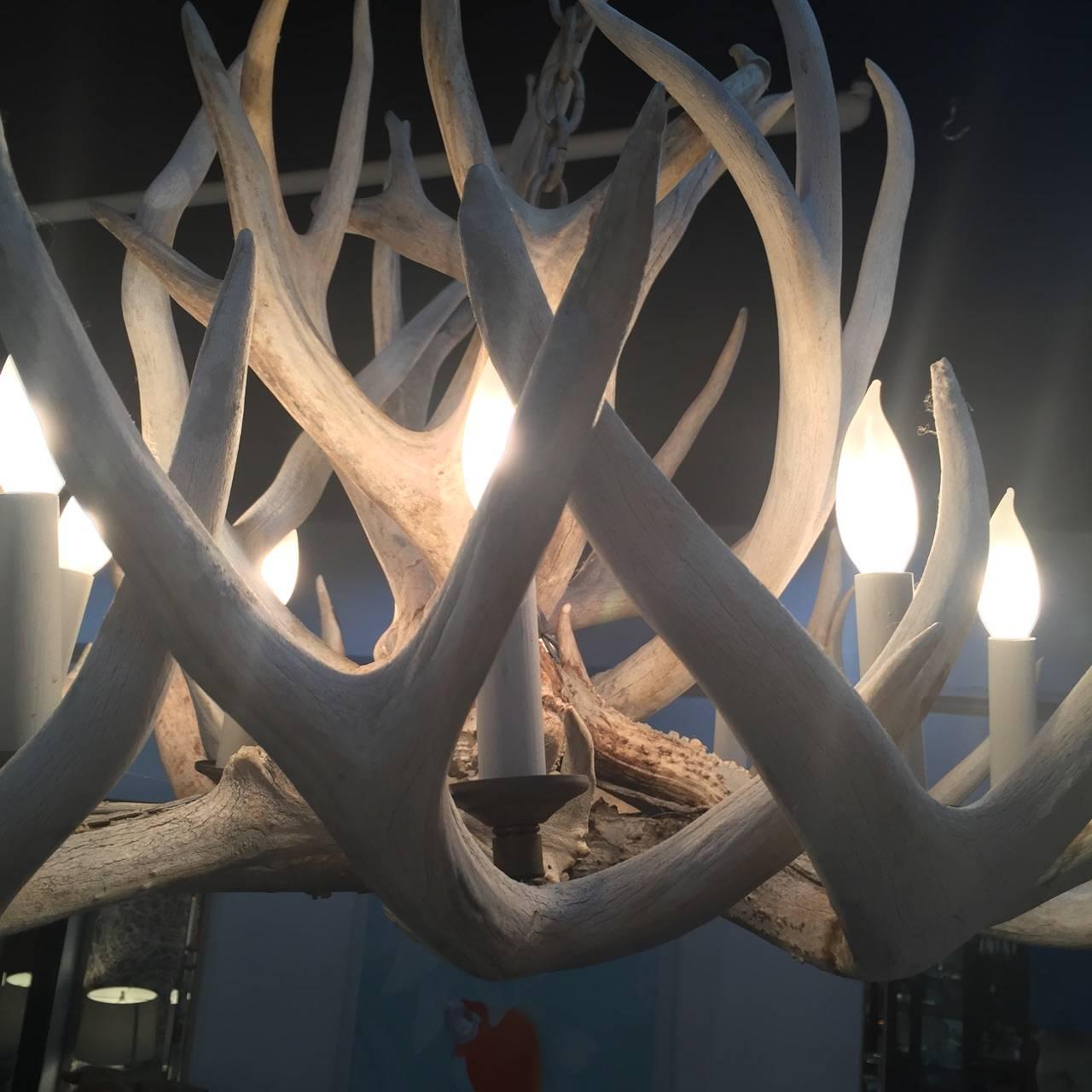 Rustic Very Impressive Authentic Antique Bleached Antler Chandelier For Sale