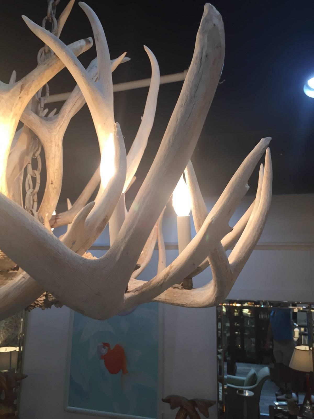 American Very Impressive Authentic Antique Bleached Antler Chandelier For Sale