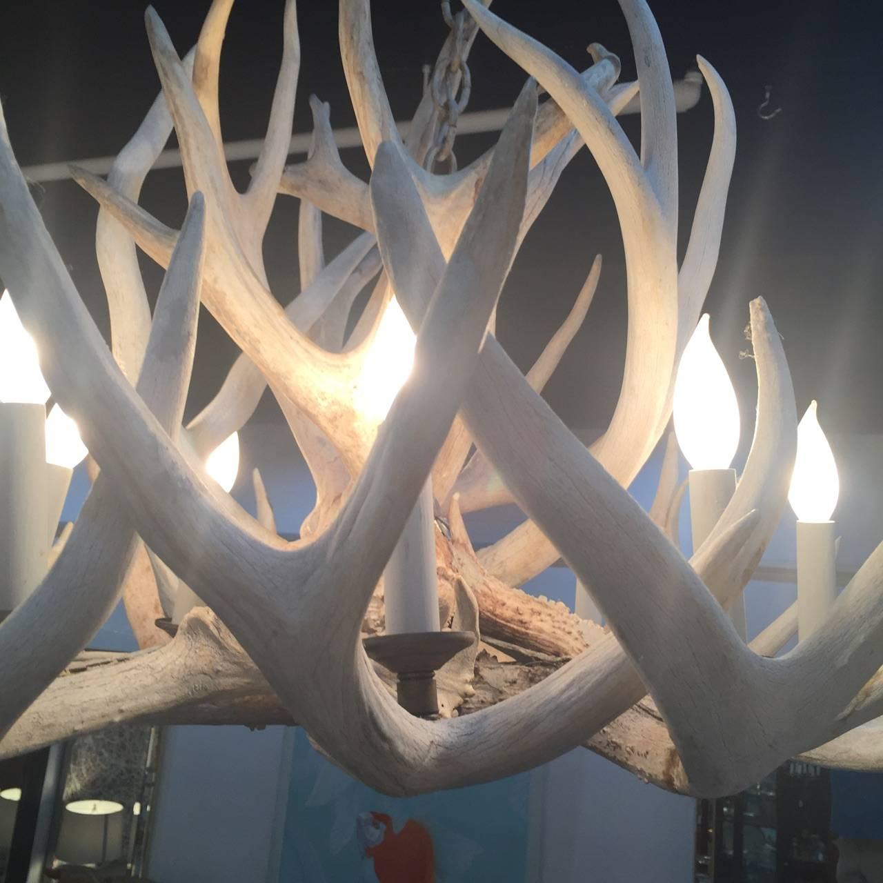 Very Impressive Authentic Antique Bleached Antler Chandelier In Excellent Condition For Sale In Hopewell, NJ