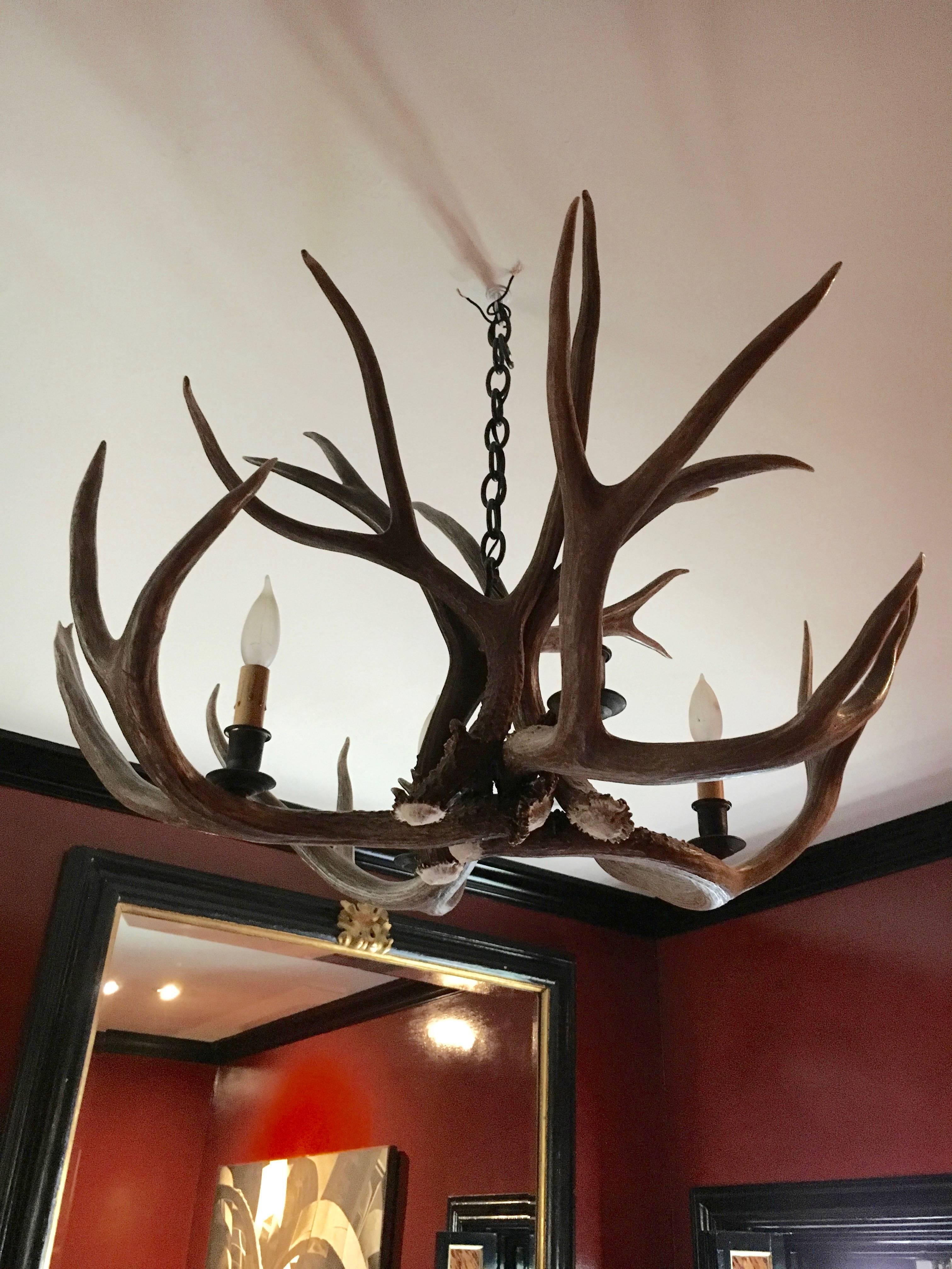 Handsome pair of vintage antler chandeliers that have been newly wired. Classic in style, these chandeliers would enhance both traditional or modern décor, France, 1930s, excellent. 