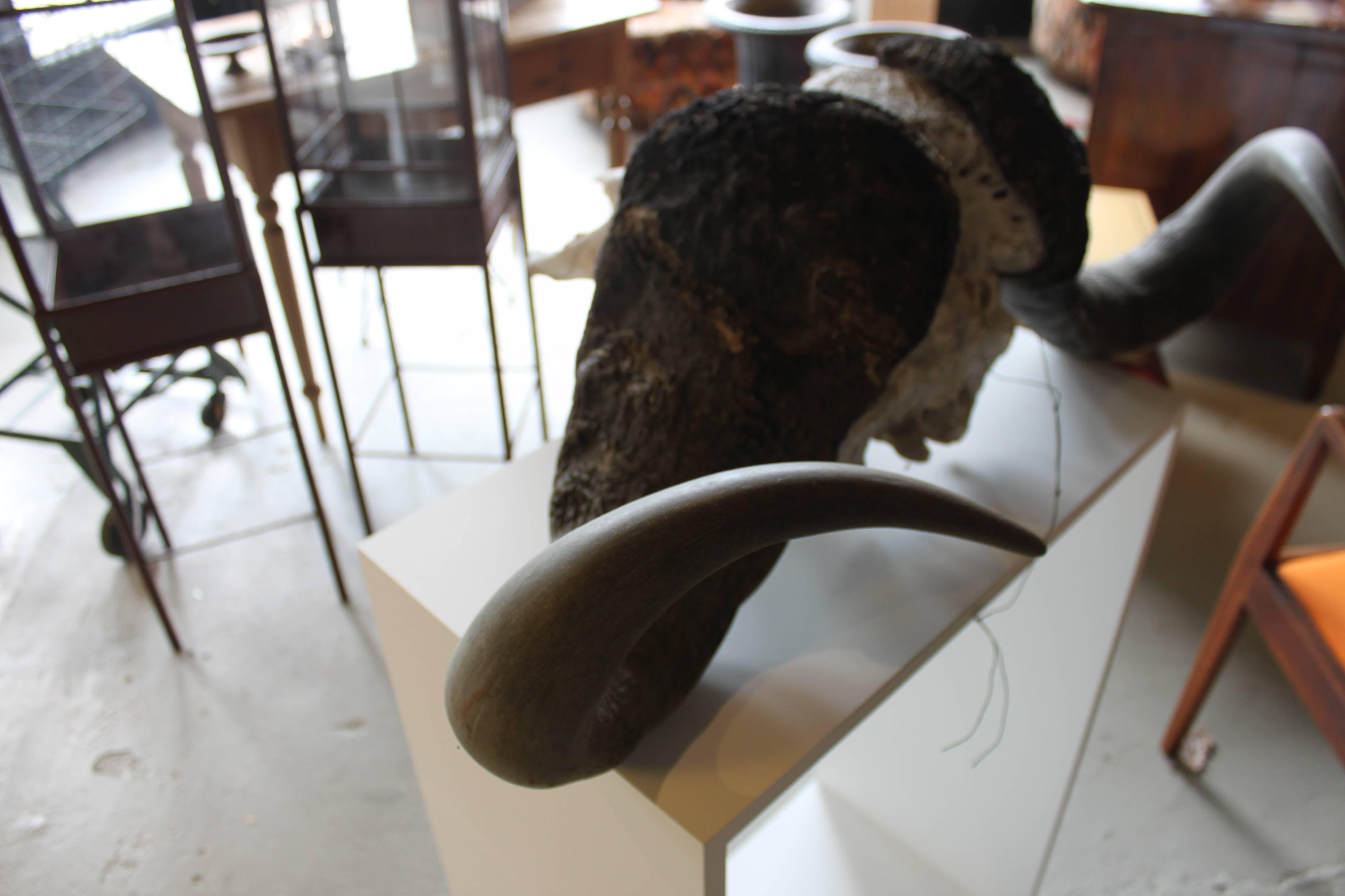 Cape Buffalo Skull For Sale 1