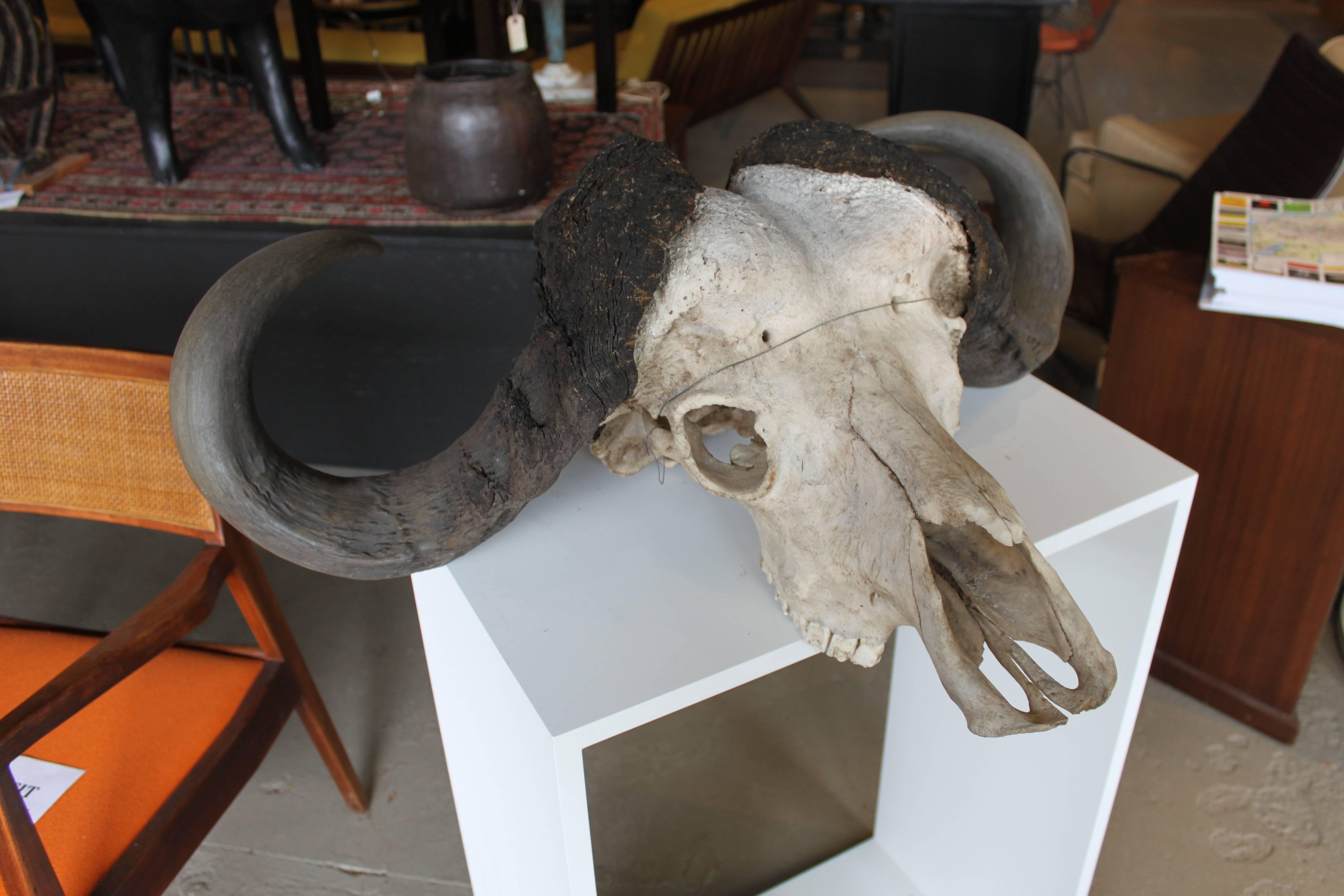 African Cape Buffalo Skull For Sale