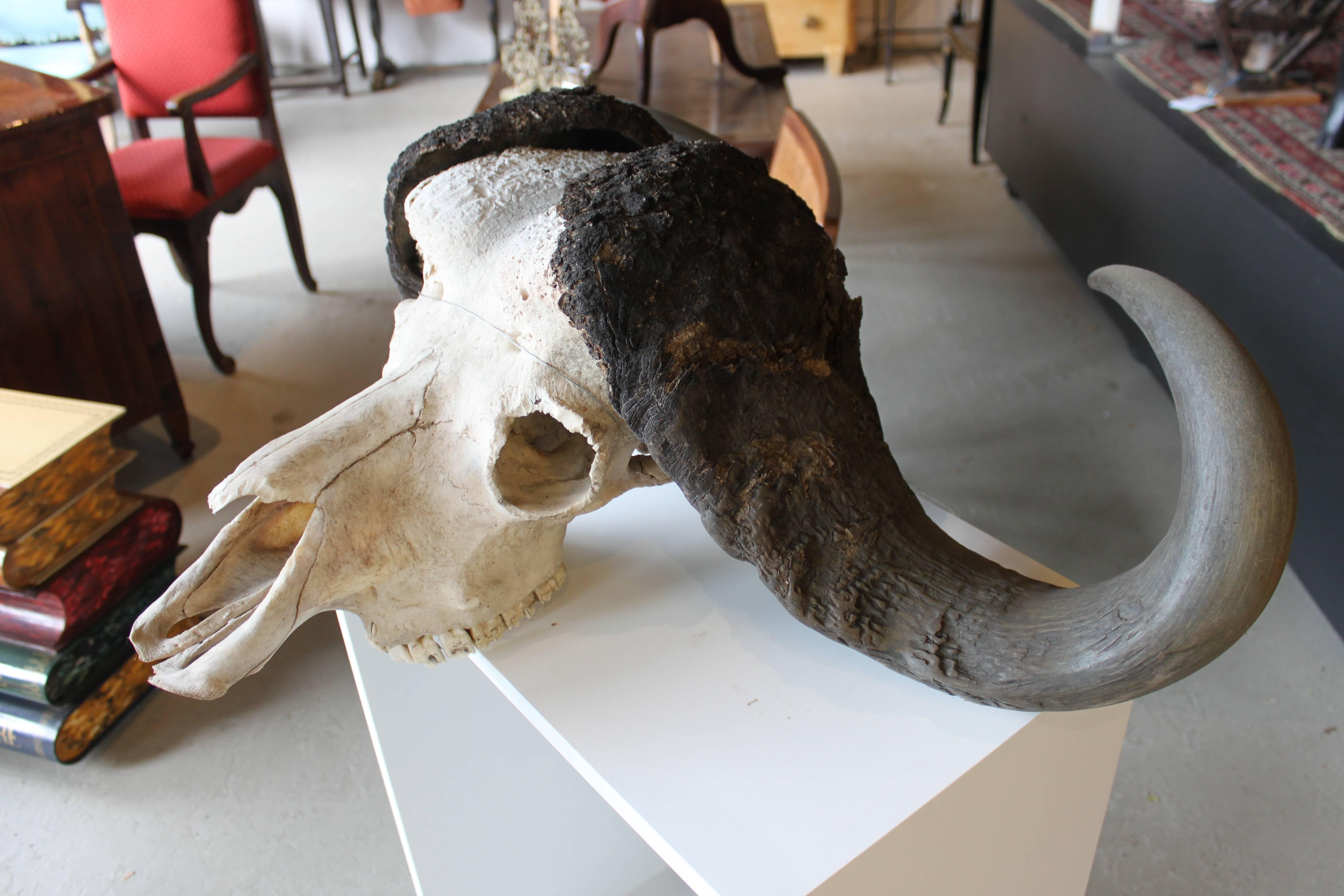 Cape Buffalo Skull In Good Condition For Sale In Hudson, NY