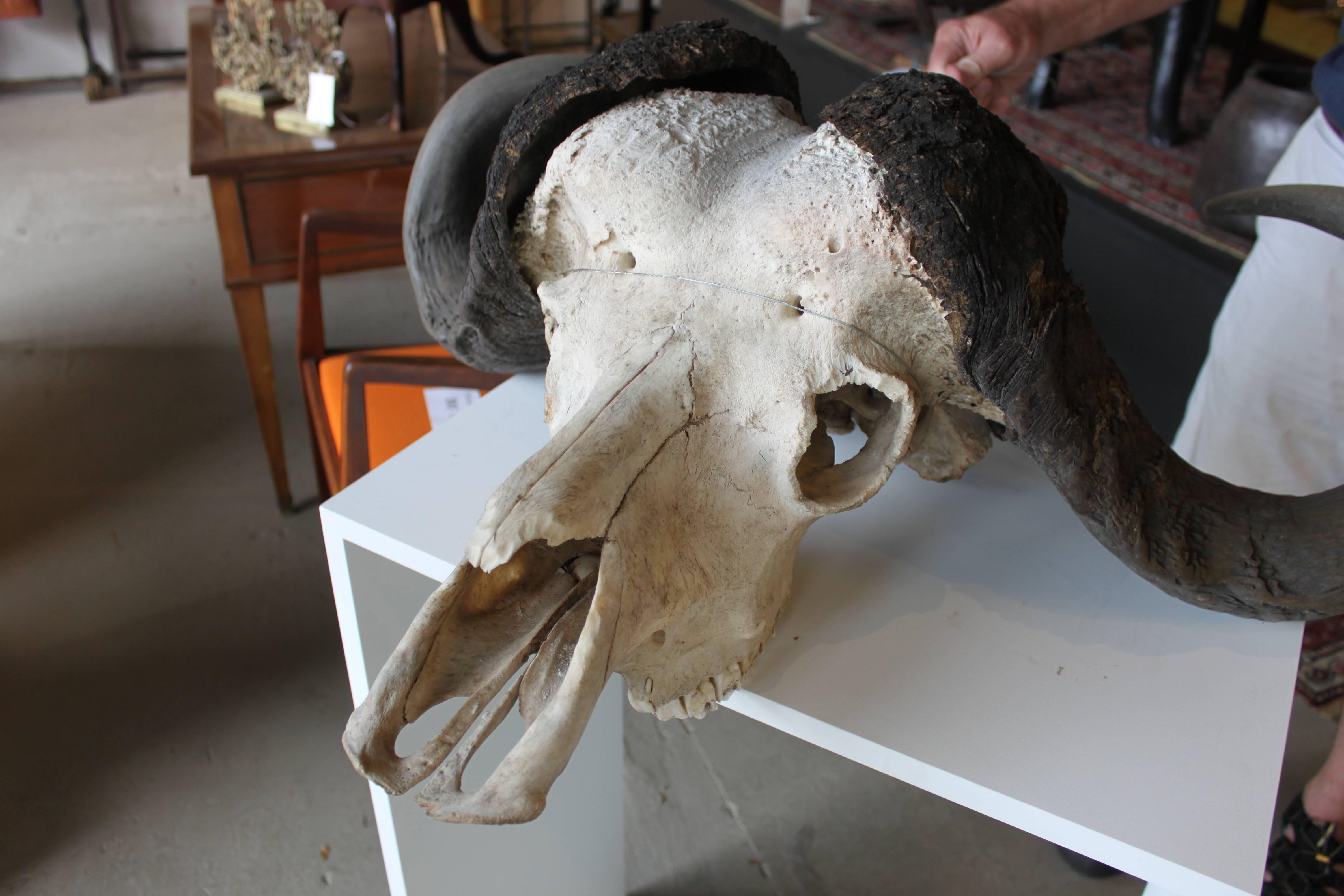 20th Century Cape Buffalo Skull For Sale