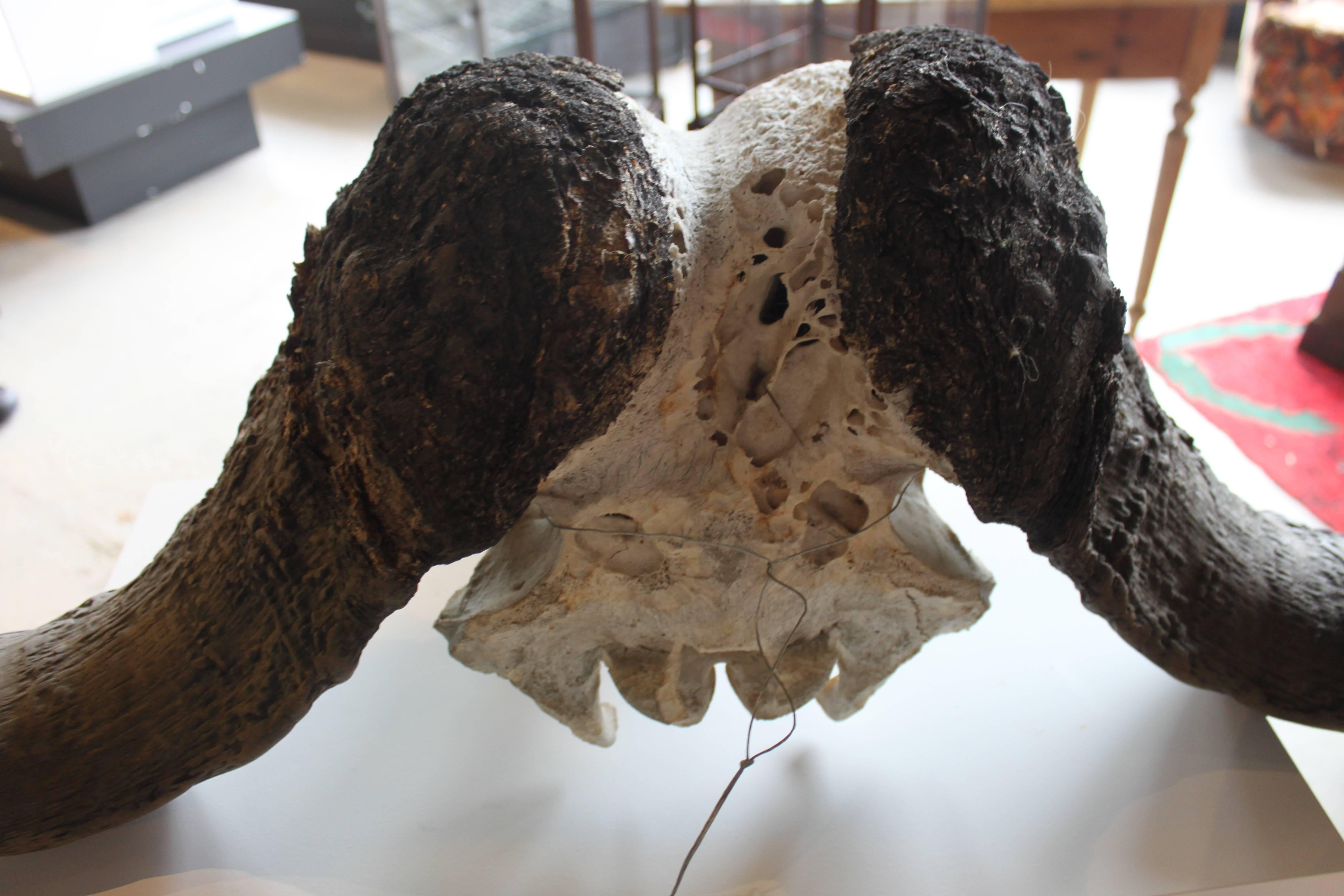 Bone Cape Buffalo Skull For Sale