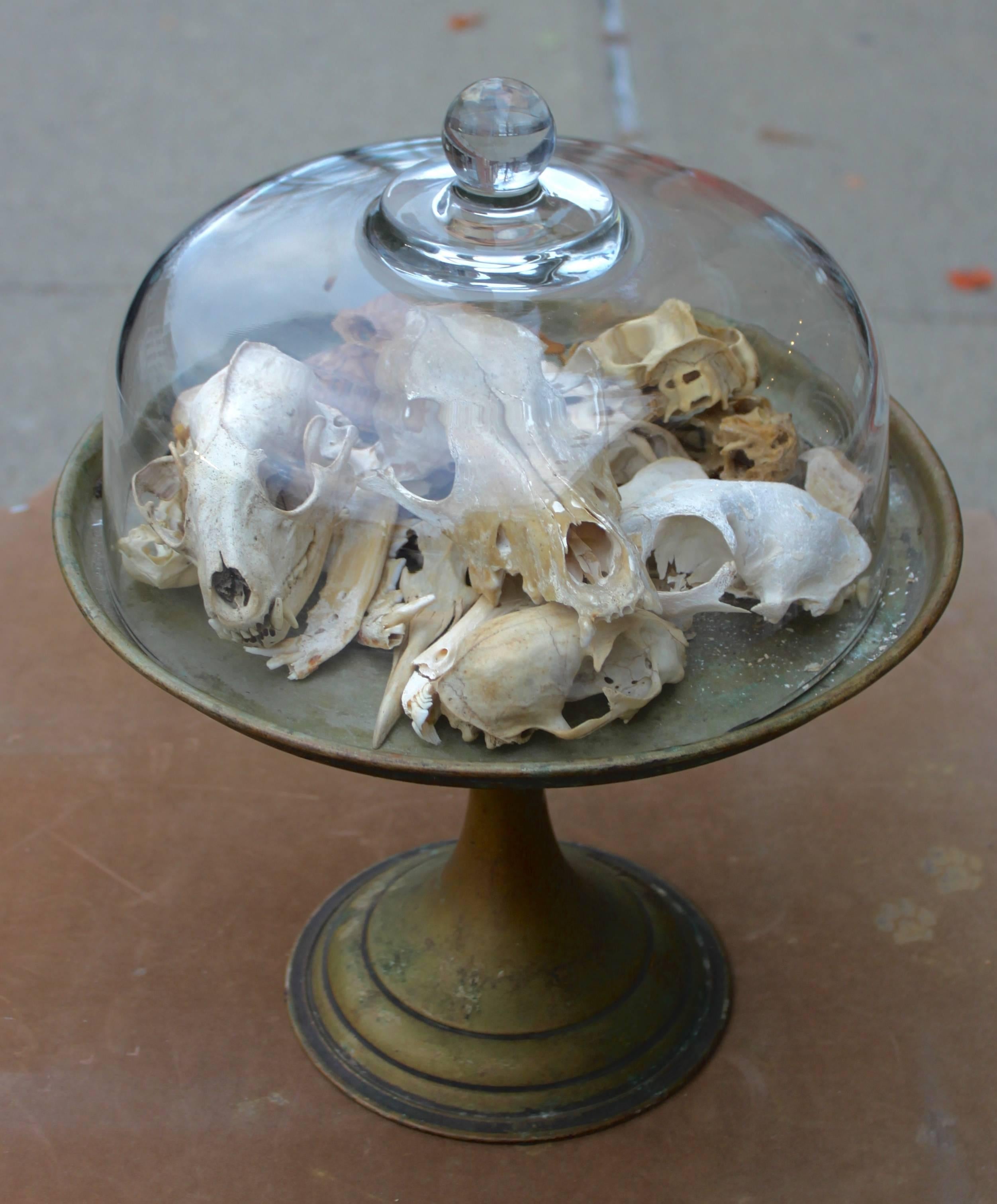Brass One Dozen Skulls Served under Glass For Sale