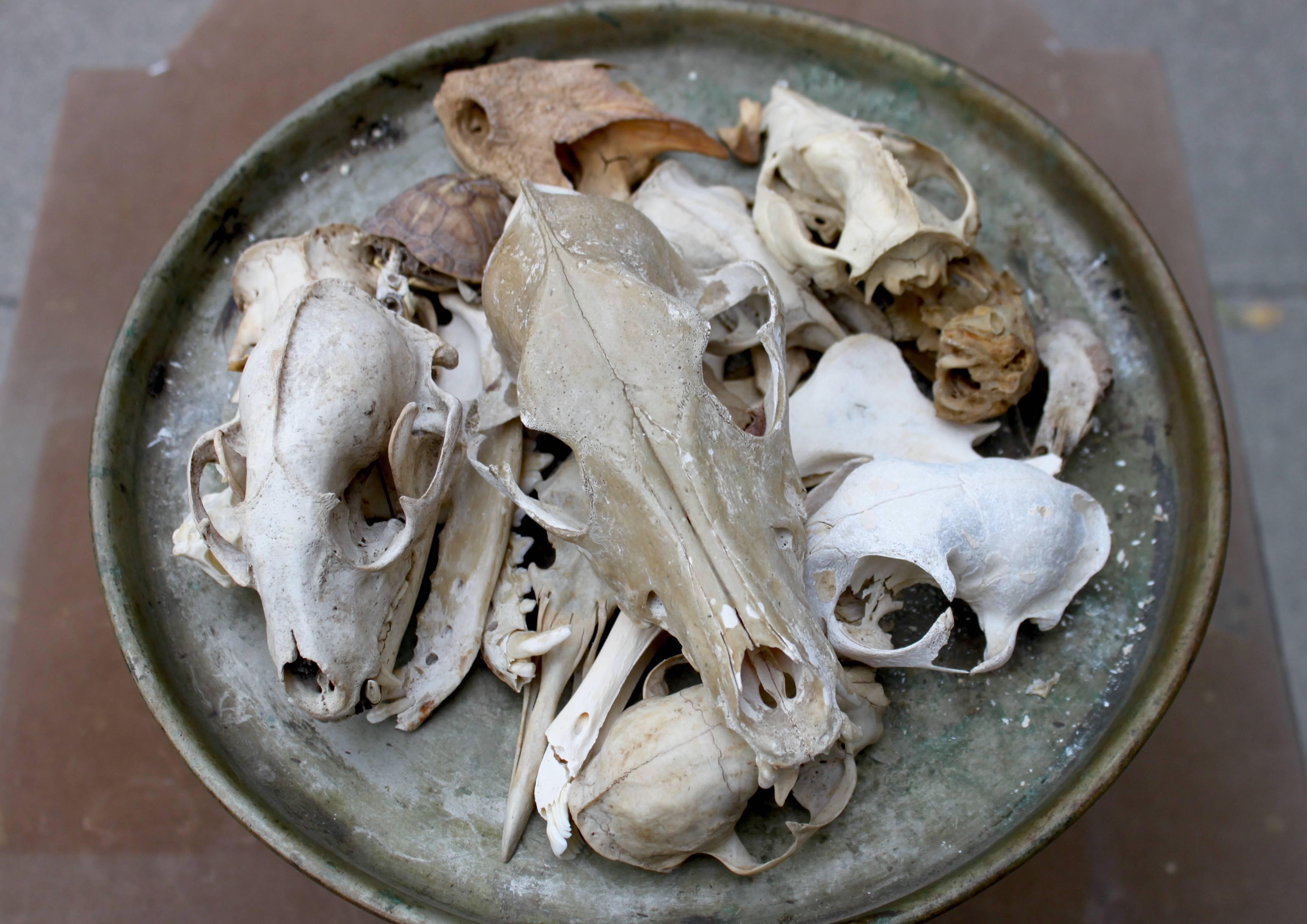 Cabinet of Curiosities:
Reptile and mammal skulls and bones of diverse species on brass platter.