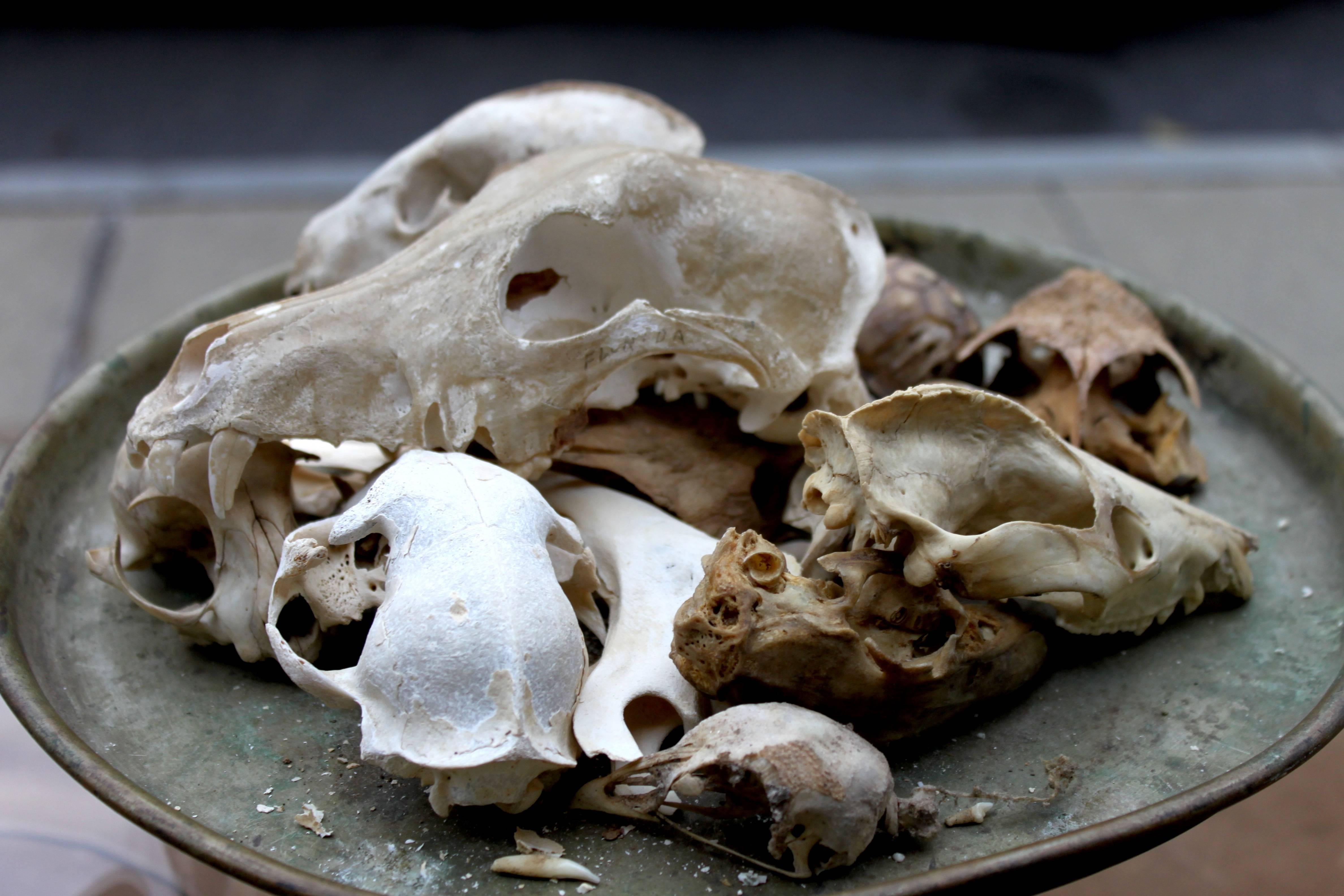 20th Century One Dozen Skulls Served under Glass For Sale