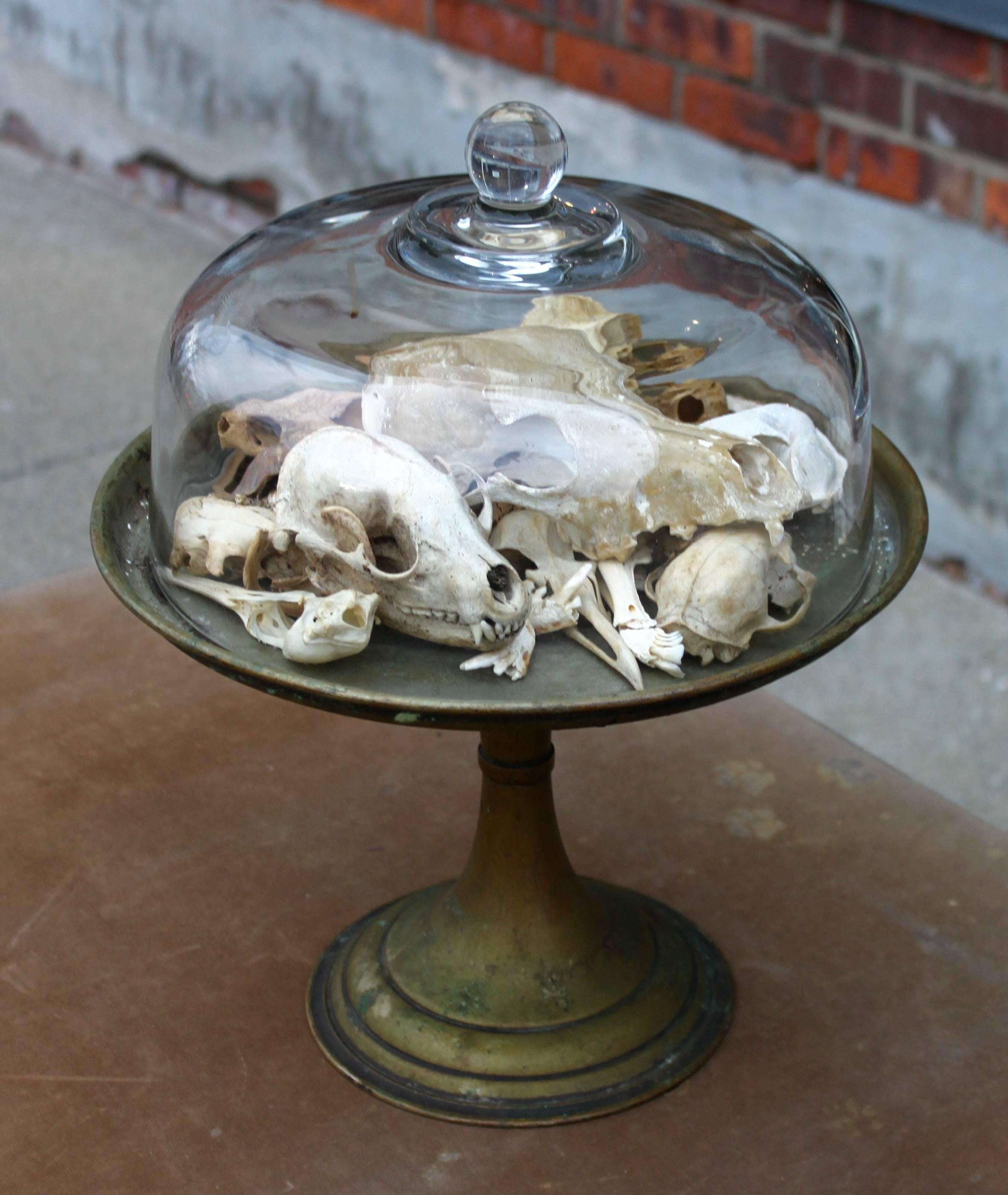 One Dozen Skulls Served under Glass For Sale 1