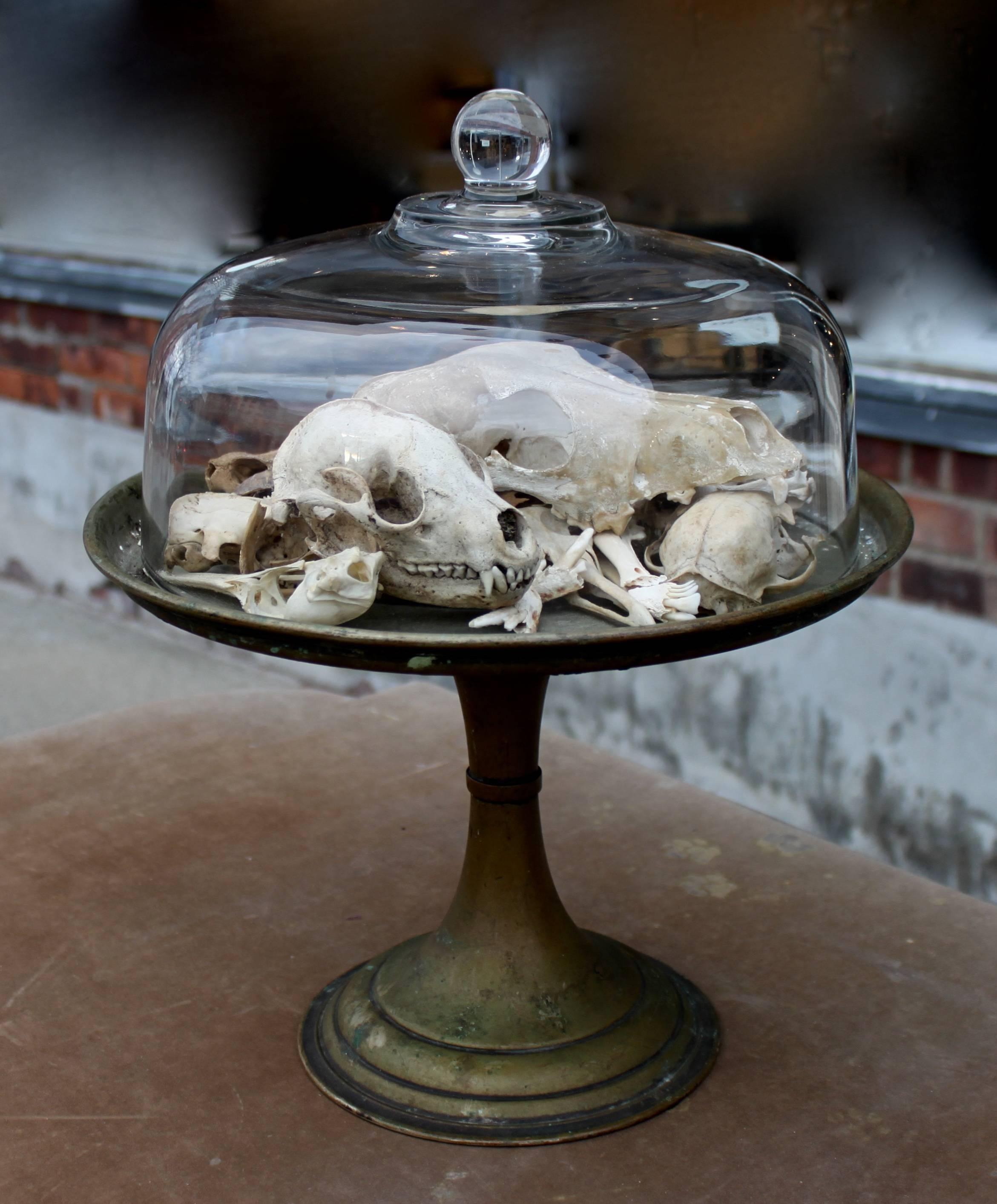 One Dozen Skulls Served under Glass For Sale 2