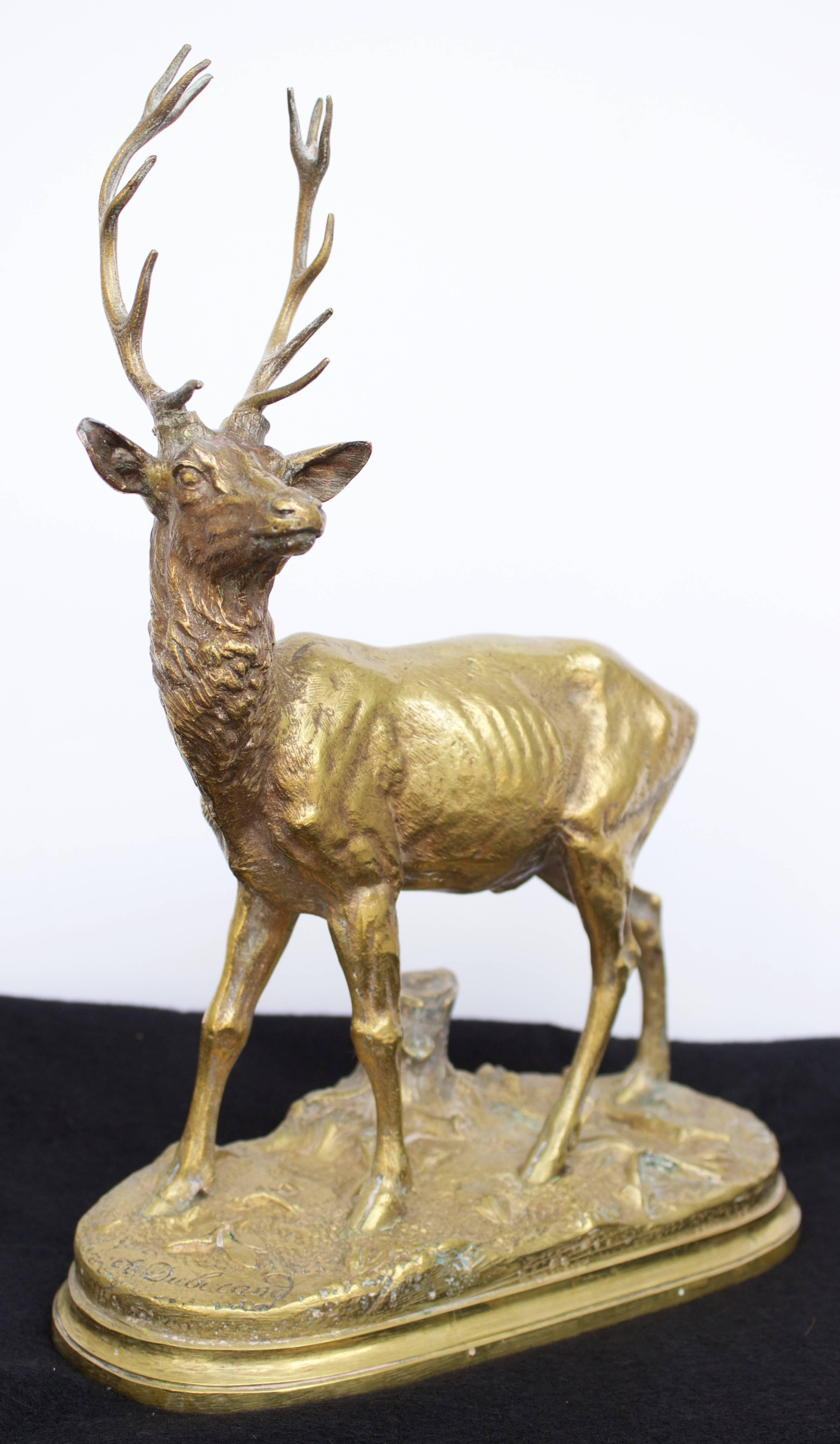 Beautiful bronze with a gorgeous brownish gold Patina of a large Stag having a full rack of 12 points. He stands listening carefully with perked ears and impressive antlers. Great 19th century. Cast probably in the atelier of Antoine louis Barye as