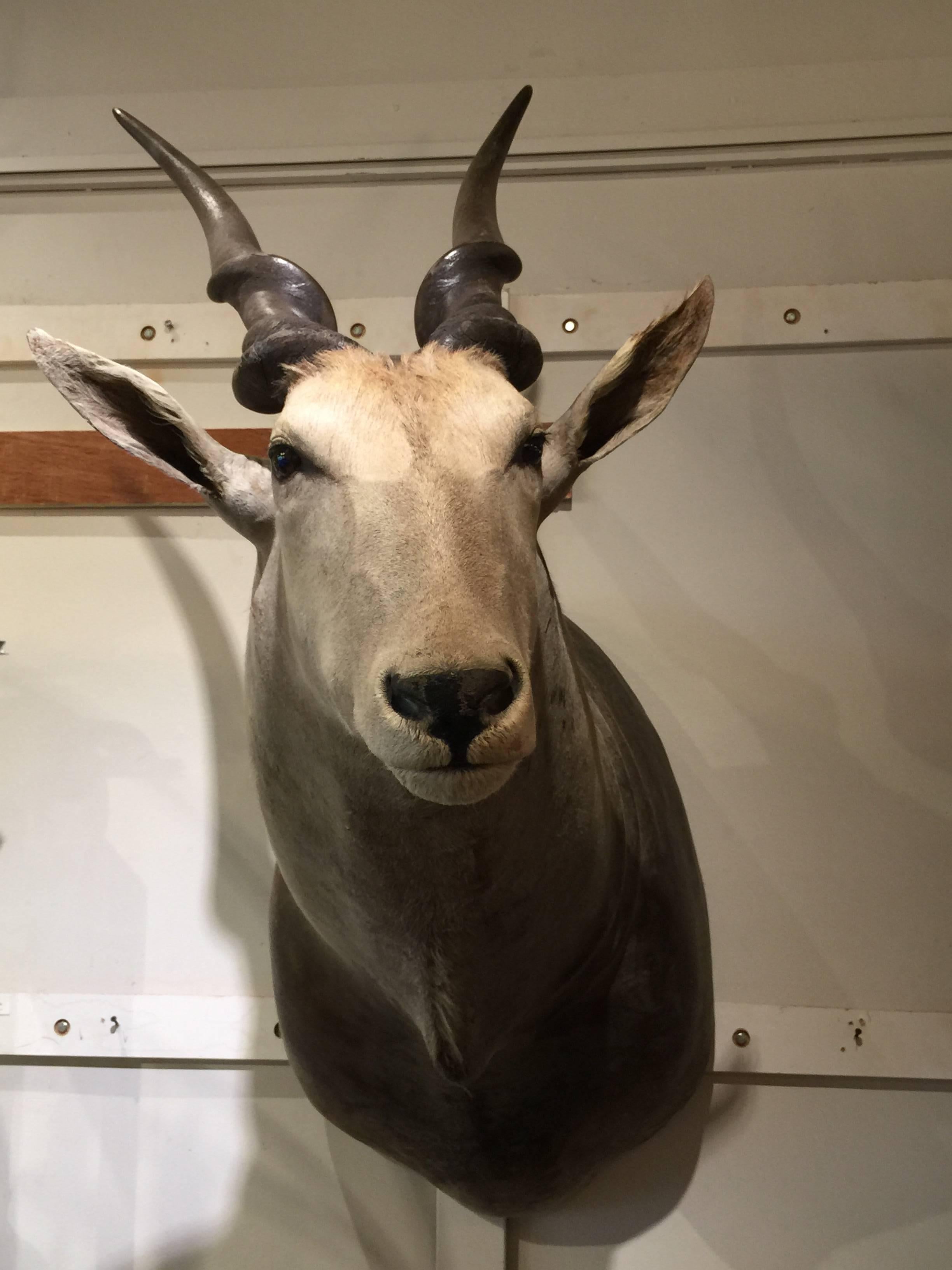 Giant African Eland Taxidermy Shoulder Mount For Sale 1