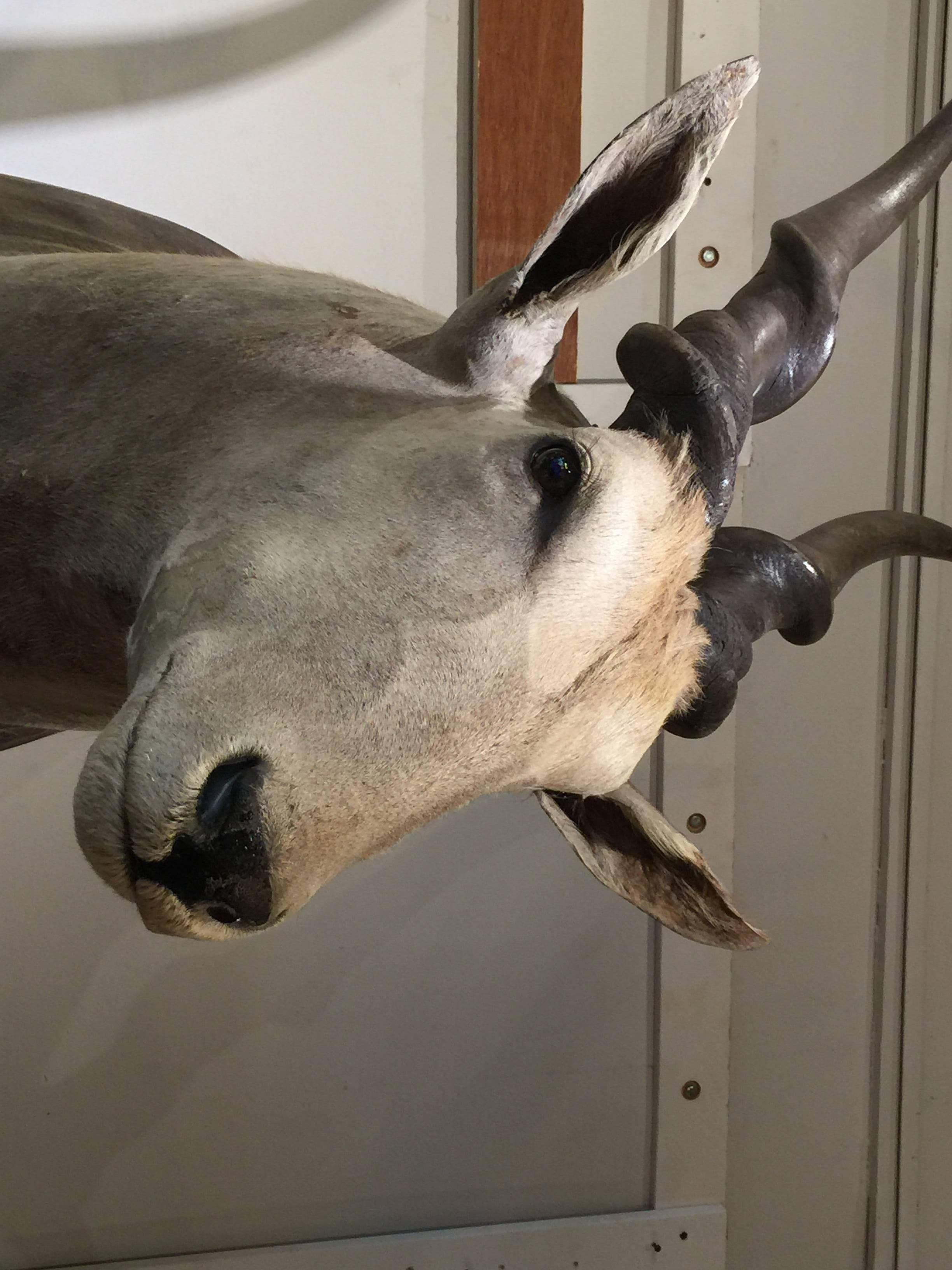 Giant African Eland Taxidermy Shoulder Mount For Sale 2