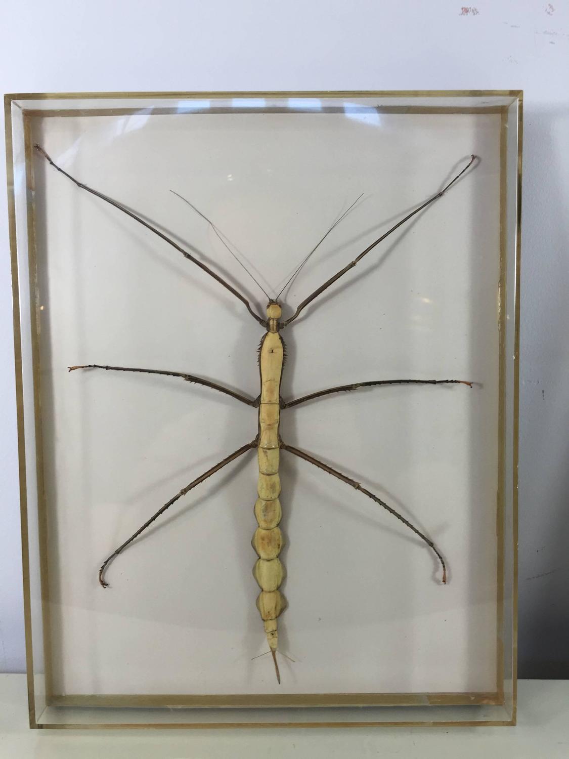 Two Museum Mounted Exotic Specimen Insects For Sale at 1stdibs
