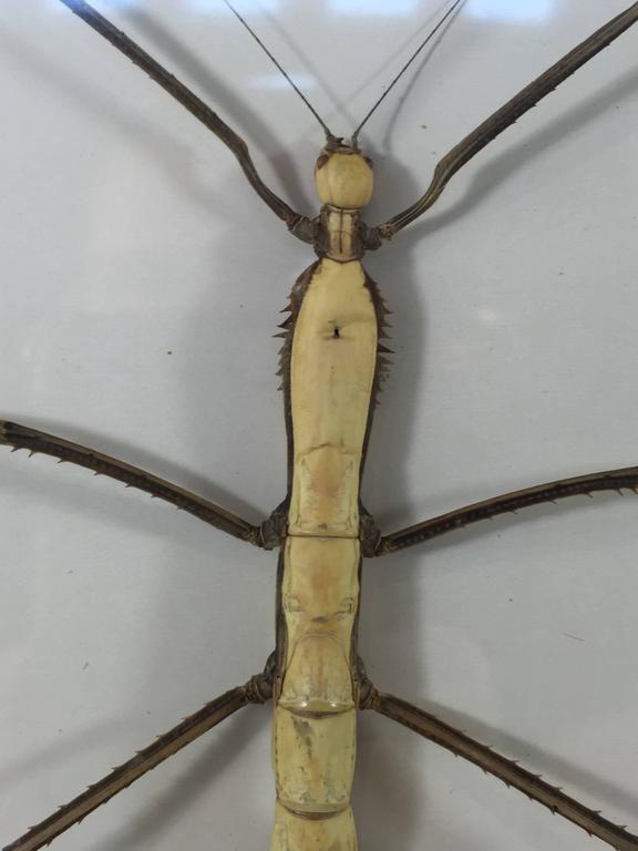Two Museum Mounted Exotic Specimen Insects For Sale at 1stdibs