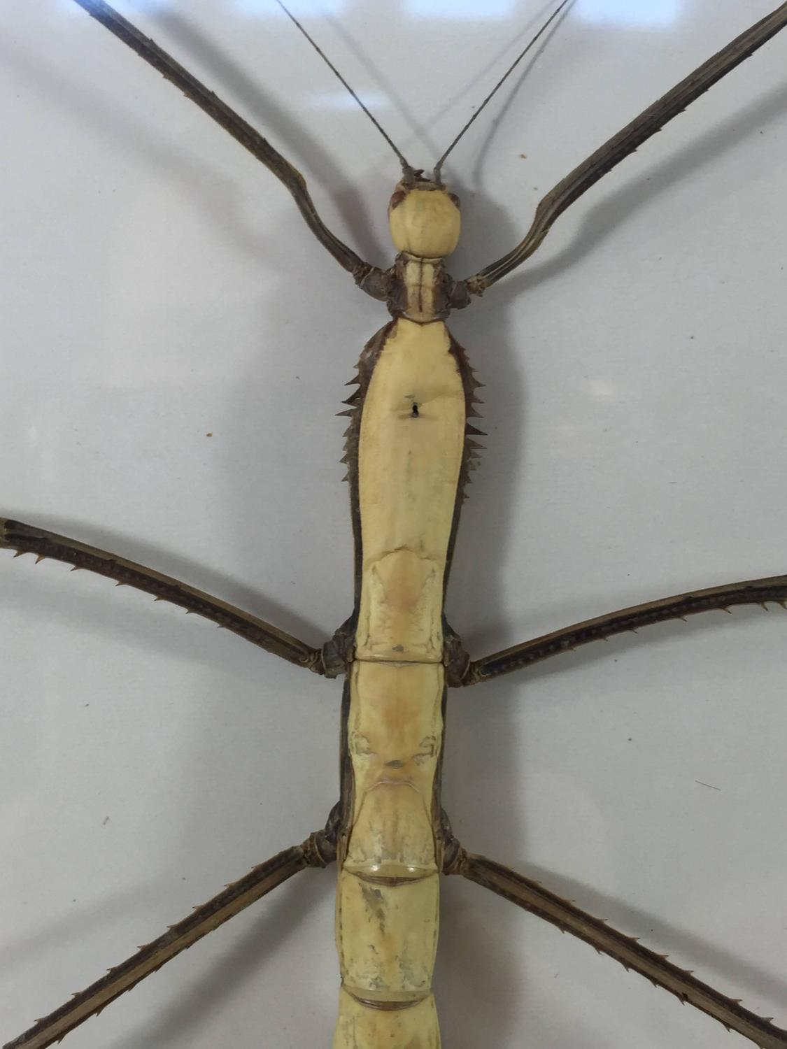 Two Museum Mounted Exotic Specimen Insects For Sale at 1stdibs