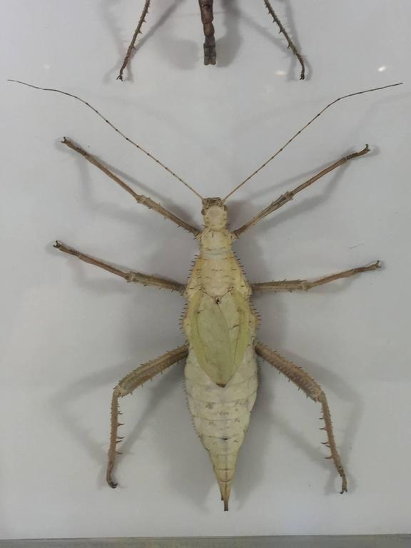 Two Museum Mounted Exotic Specimen Insects For Sale at 1stdibs